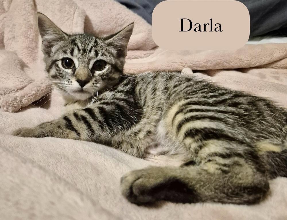 Darla, a Adoptable Domestic Short Hair in Chalfont, PA image 5/5