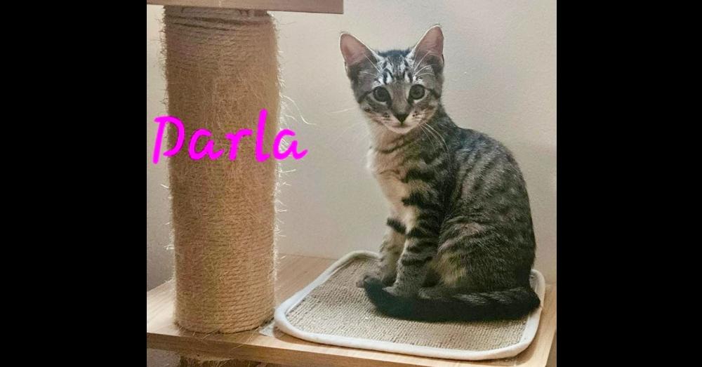 Darla, a Adoptable Domestic Short Hair in Chalfont, PA image 1/5