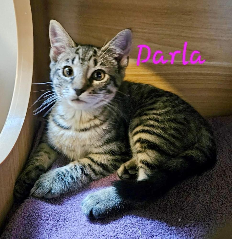 Darla, a Adoptable Domestic Short Hair in Chalfont, PA image 4/5
