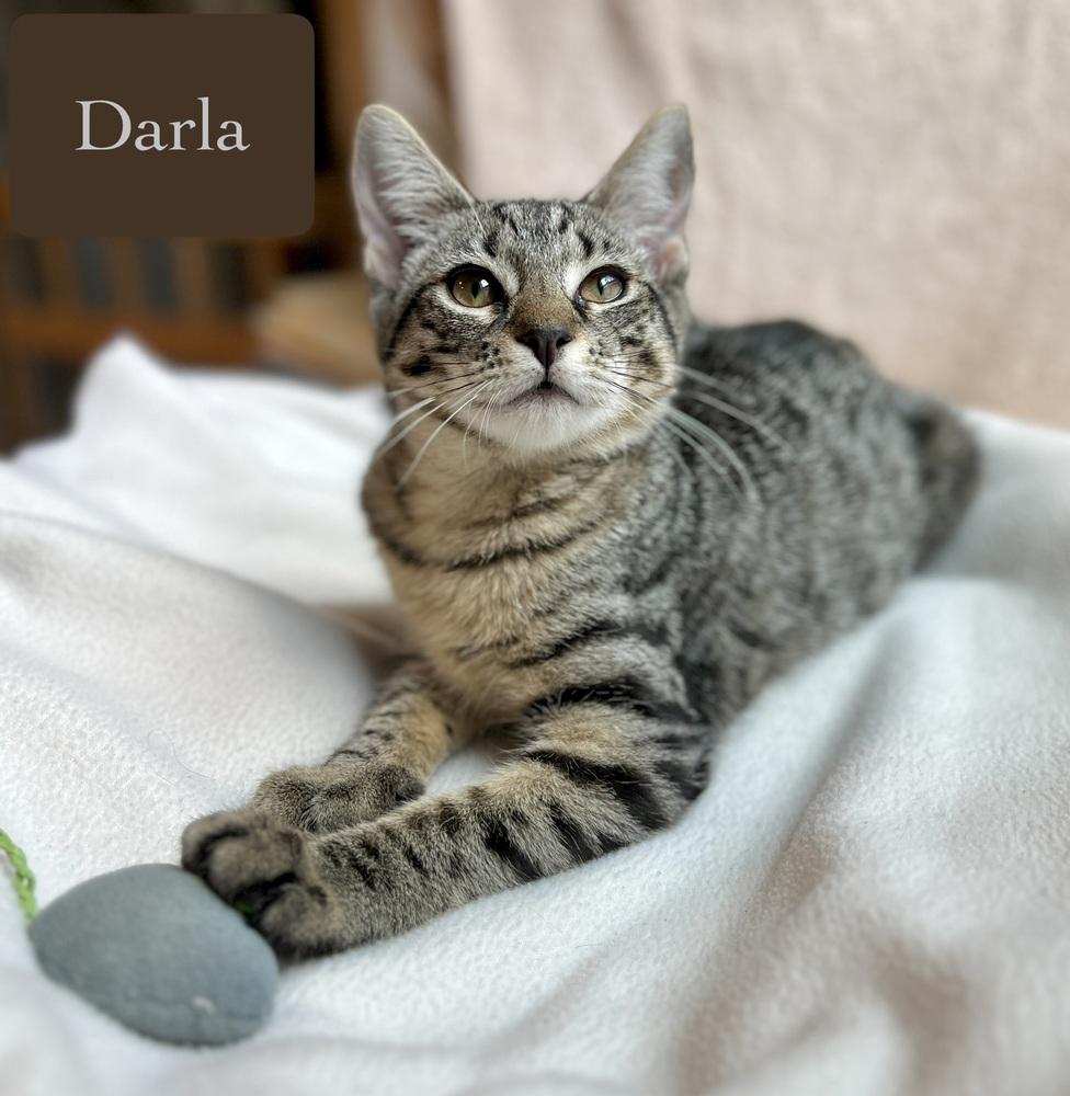 Darla, a Adoptable Domestic Short Hair in Chalfont, PA image 2/5