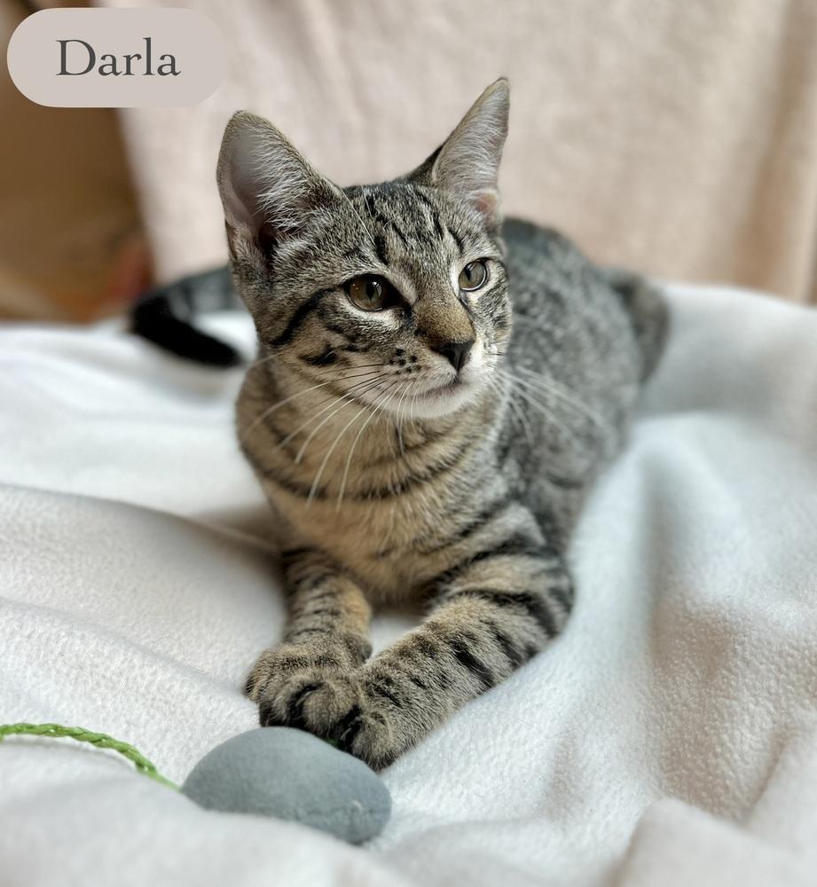 Darla, a Adoptable Domestic Short Hair in Chalfont, PA image 3/5