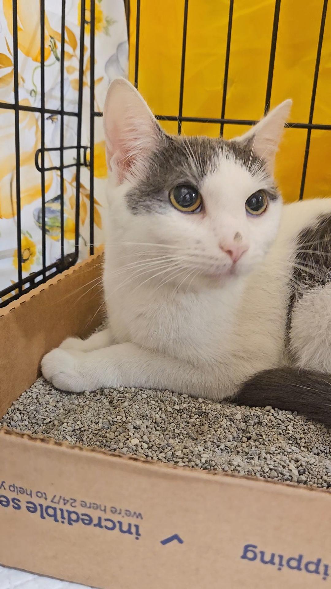 TEQUILA N – White & grey beauty!