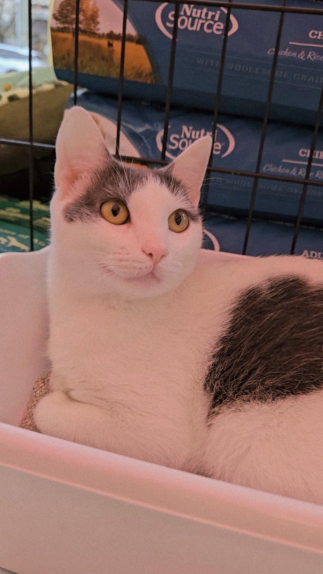 TEQUILA N – White & grey beauty!