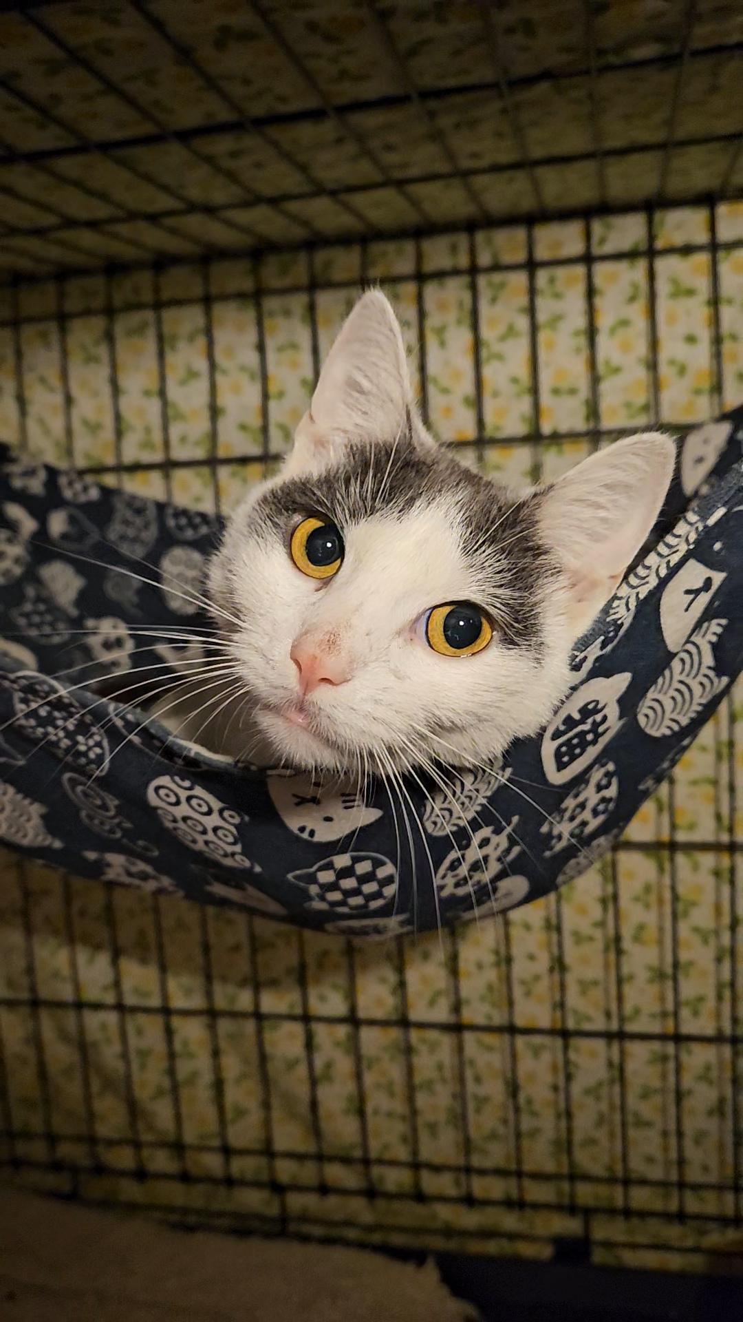 Tequila N – White thumbnail 4