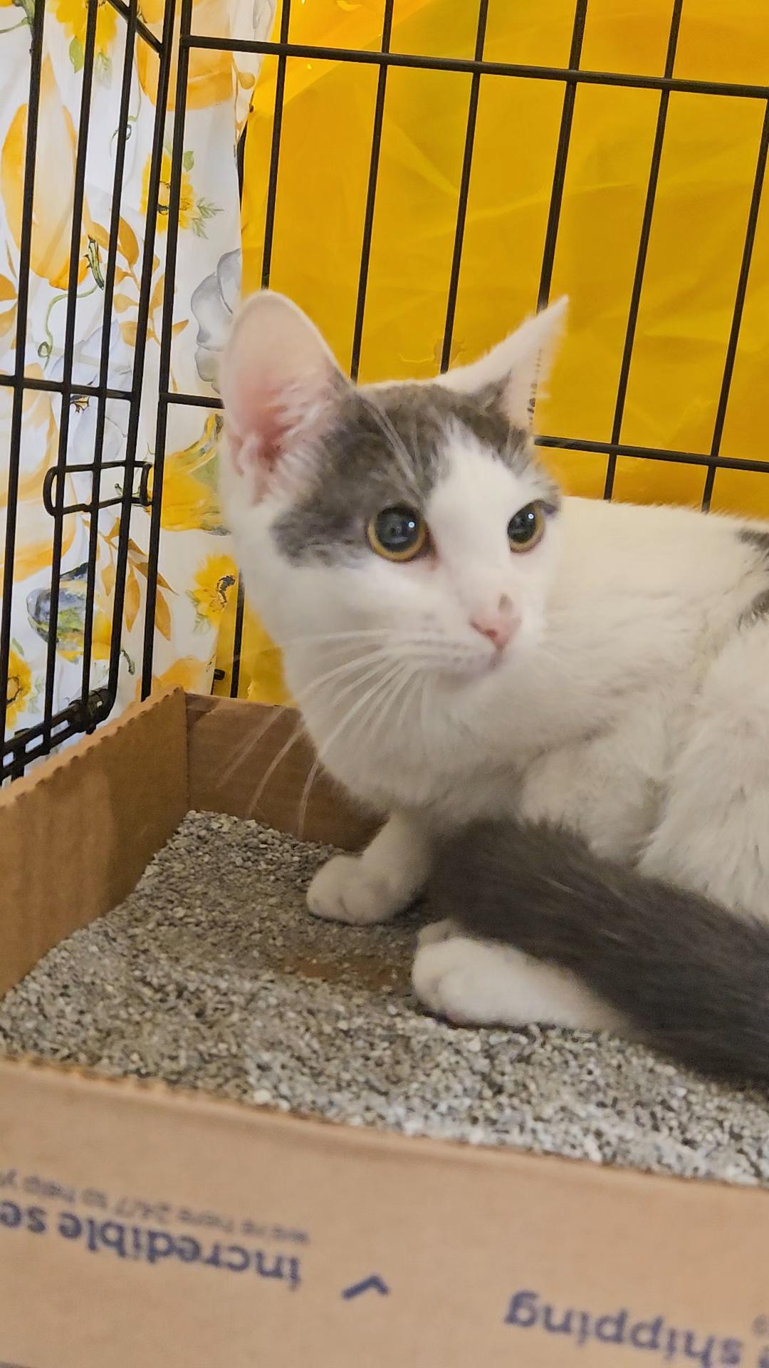 TEQUILA N – White & grey beauty!