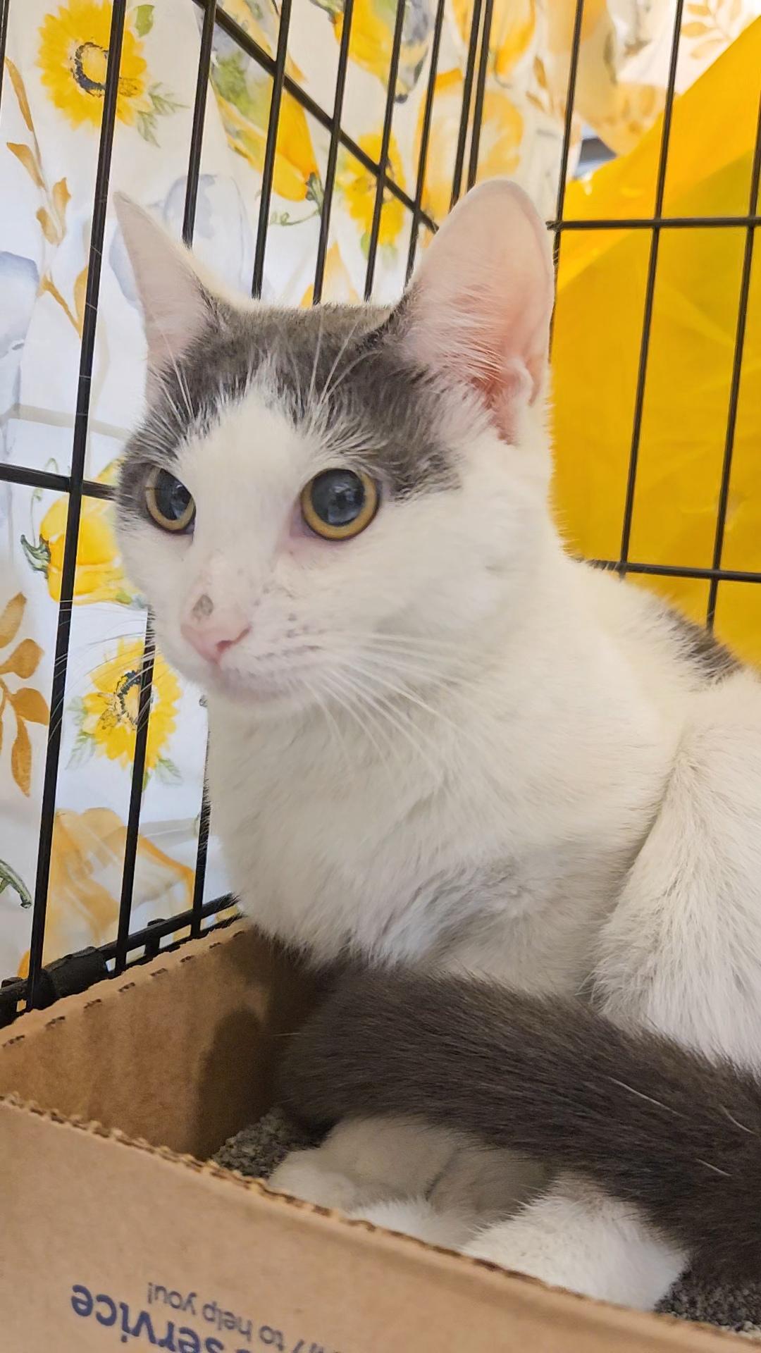 TEQUILA N – White & grey beauty!