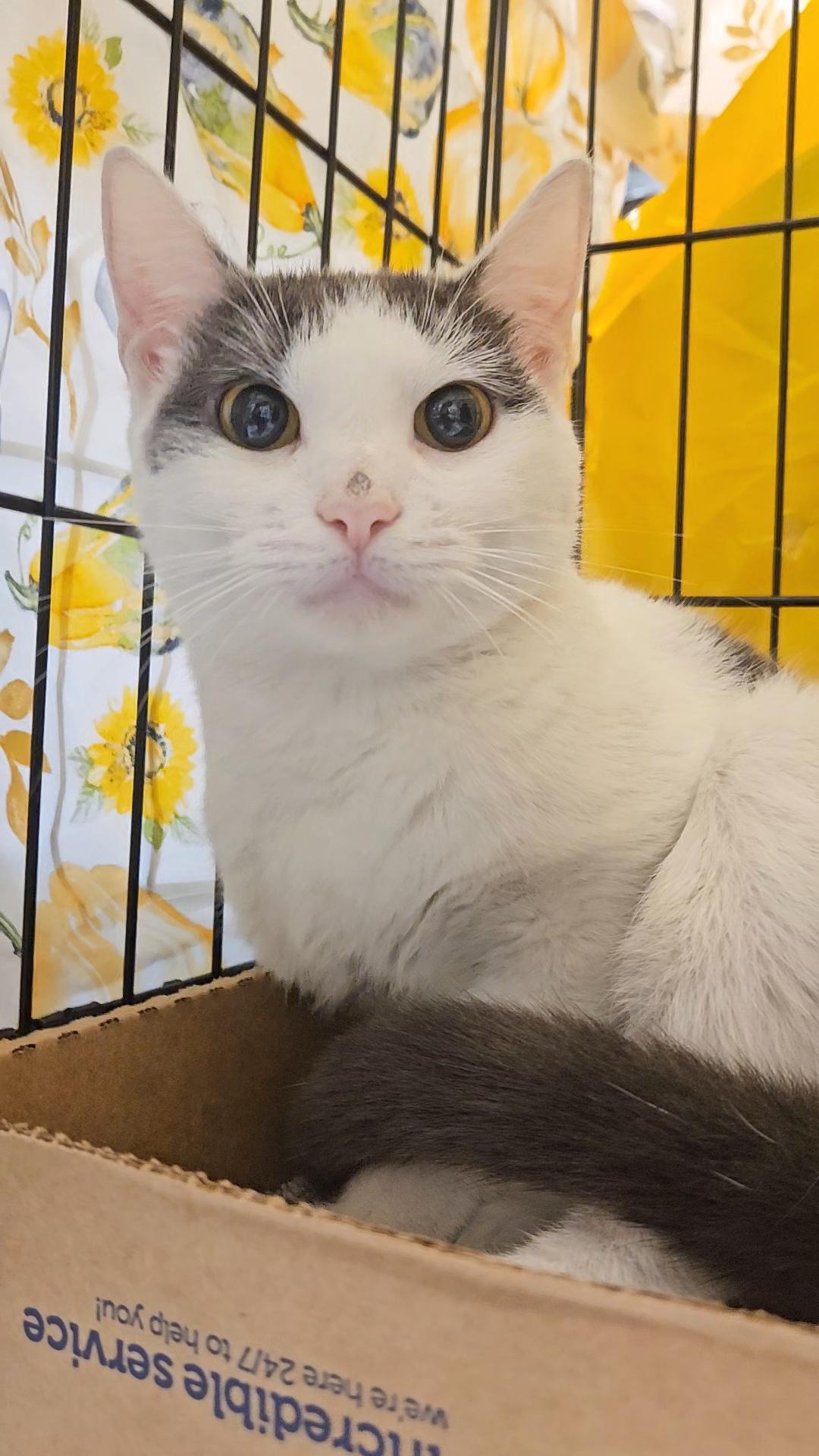 TEQUILA N – White & grey beauty!