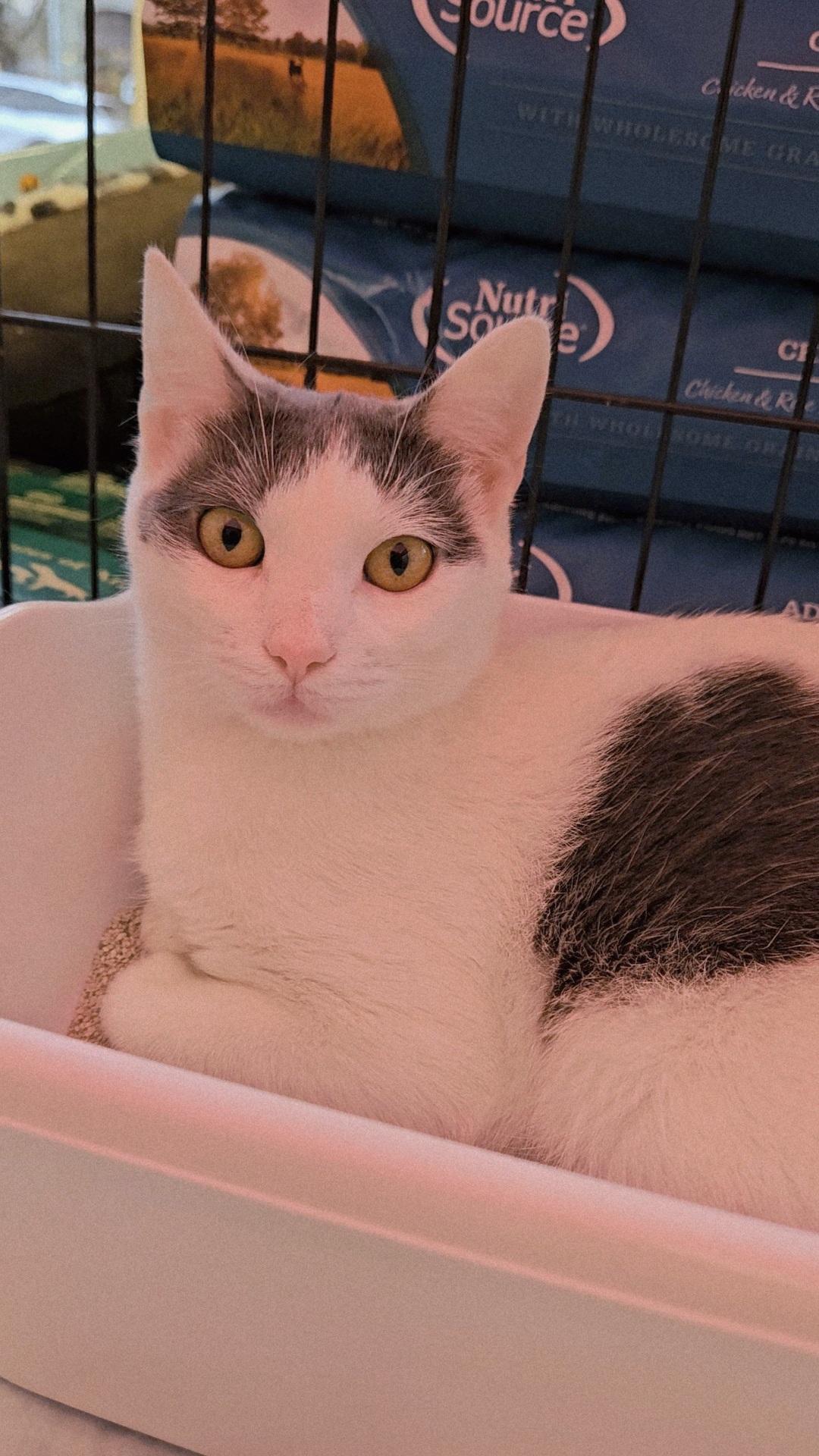 TEQUILA N – White & grey beauty!