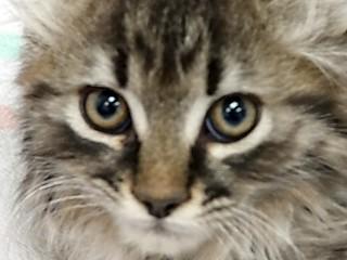 Milo, Baby Male Domestic Long Hair