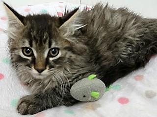Milo, an adoptable Domestic Long Hair, Tabby in Anaconda, MT, 59711 | Photo Image 2