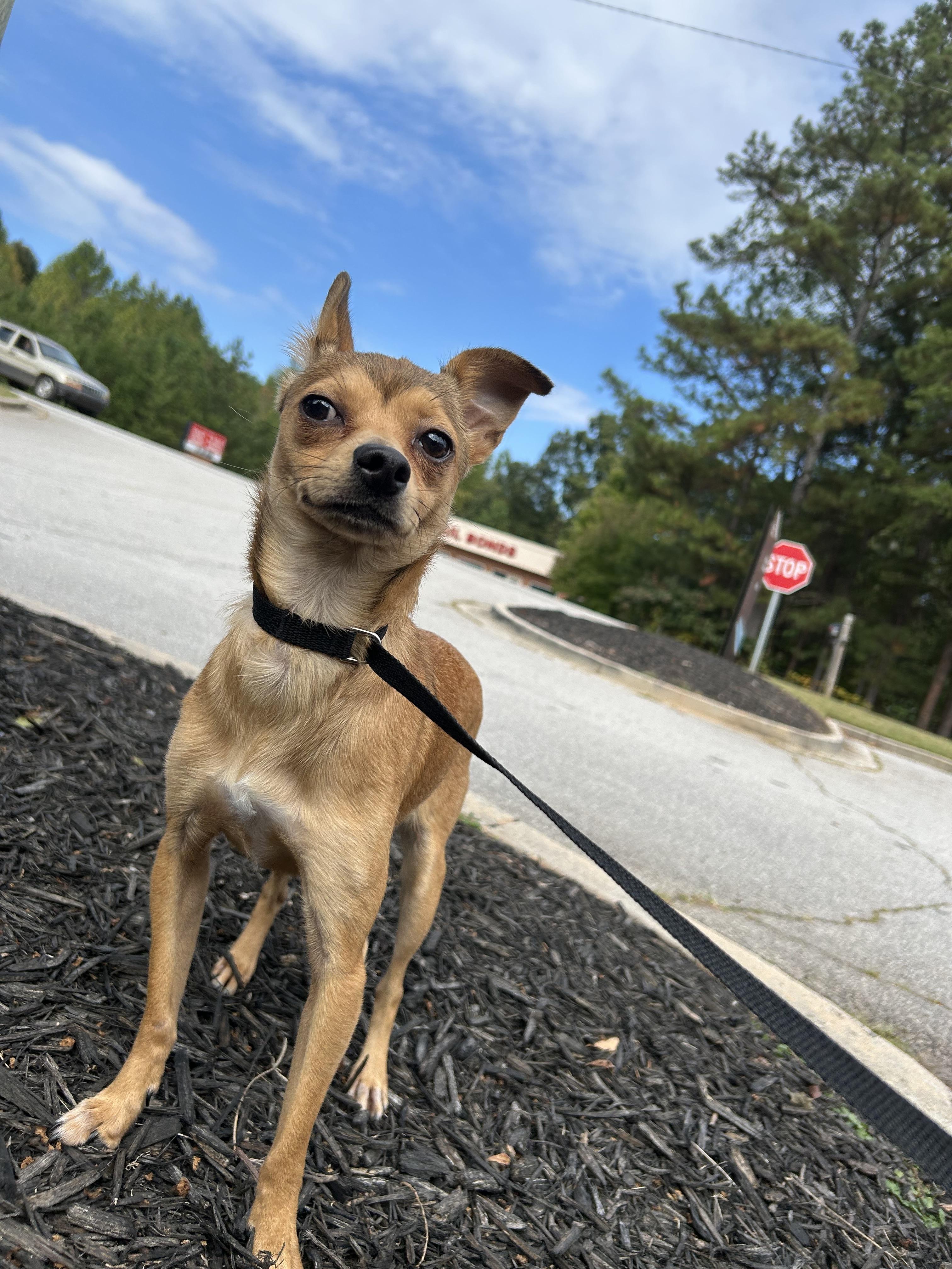 Nechita, a Adoptable Chihuahua in Winder, GA image 1/4