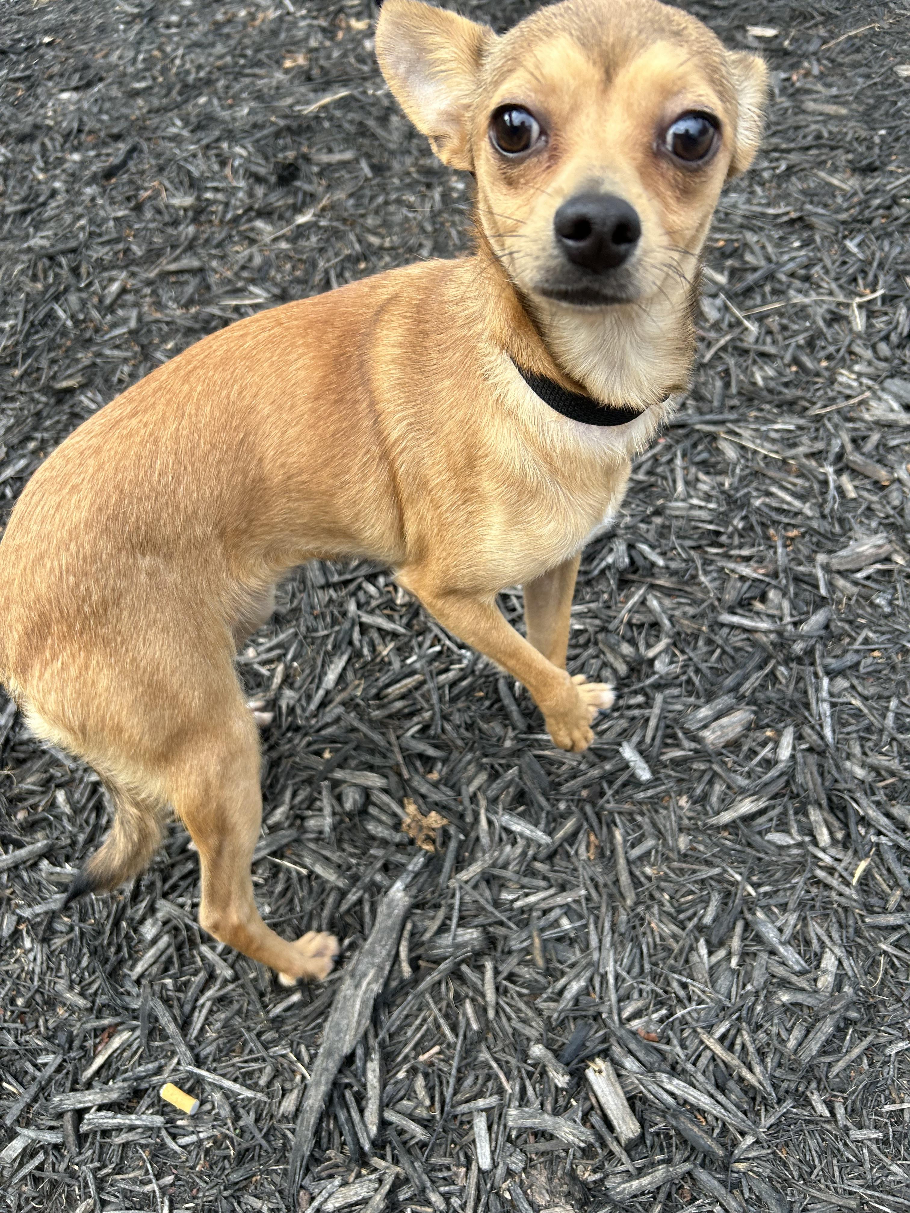 Nechita, a Adoptable Chihuahua in Winder, GA image 2/4
