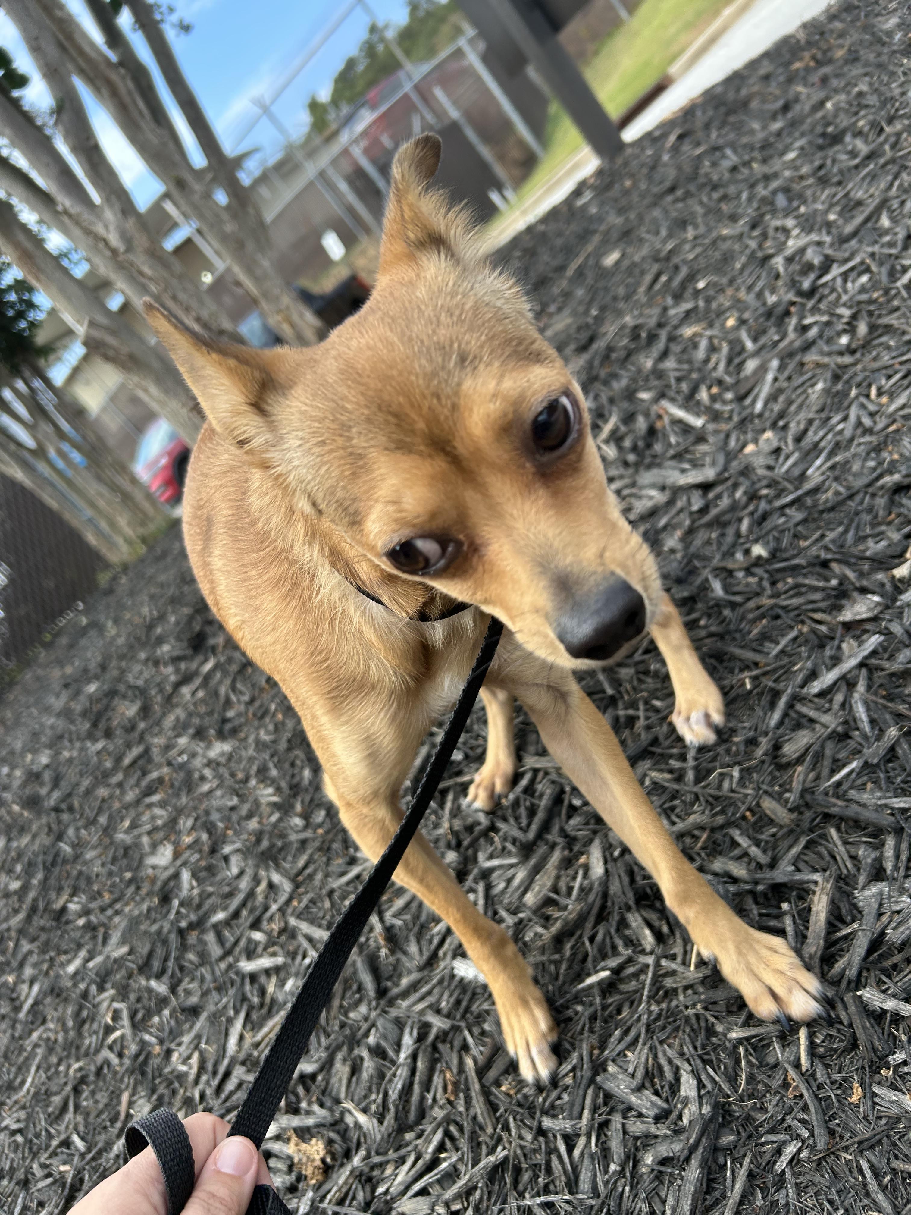 Nechita, a Adoptable Chihuahua in Winder, GA image 3/4