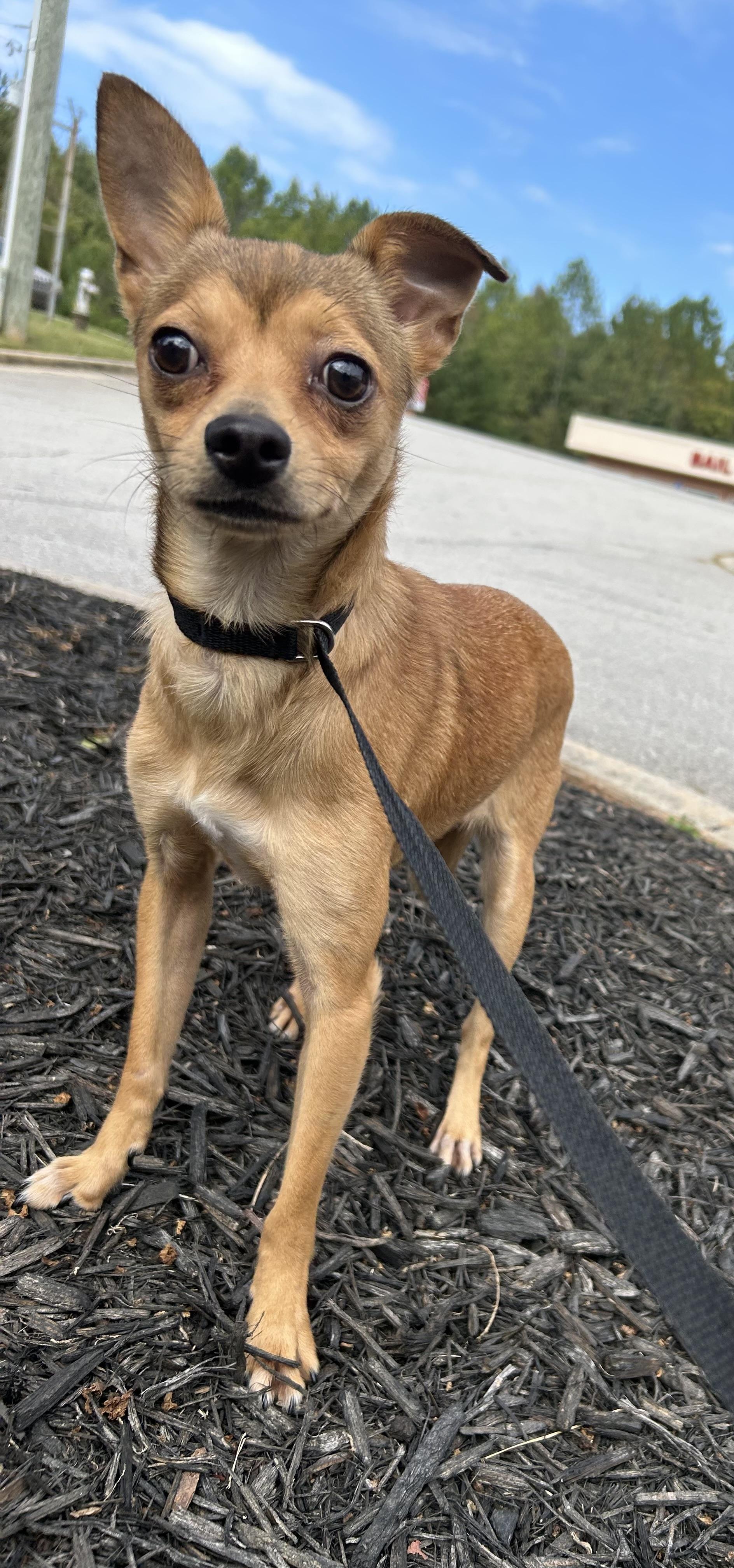Nechita, a Adoptable Chihuahua in Winder, GA image 4/4