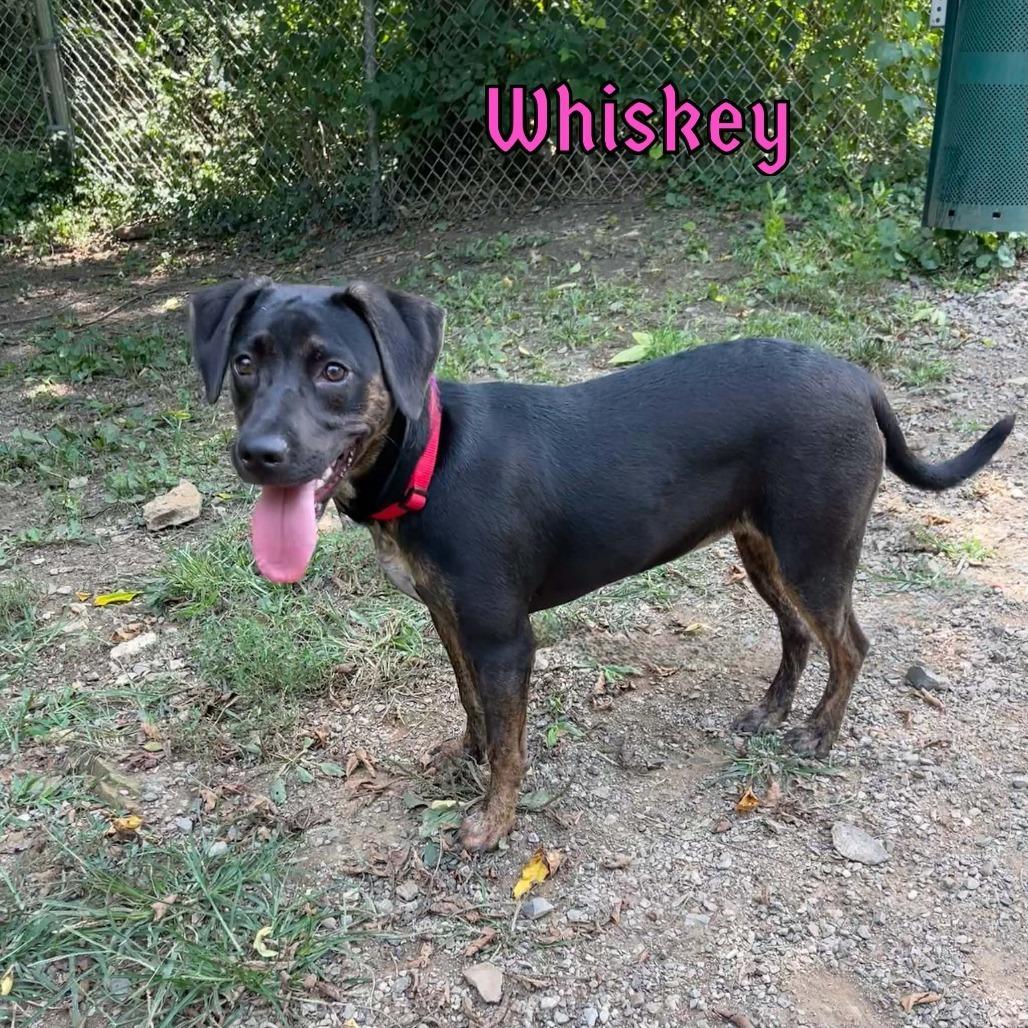 Whiskey, Adoptable, Young Female Hound & Mixed Breed.