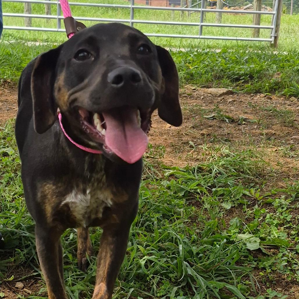 Enlarge Whiskey, a Adoptable mixed breed in Oak Ridge, TN image 2/4