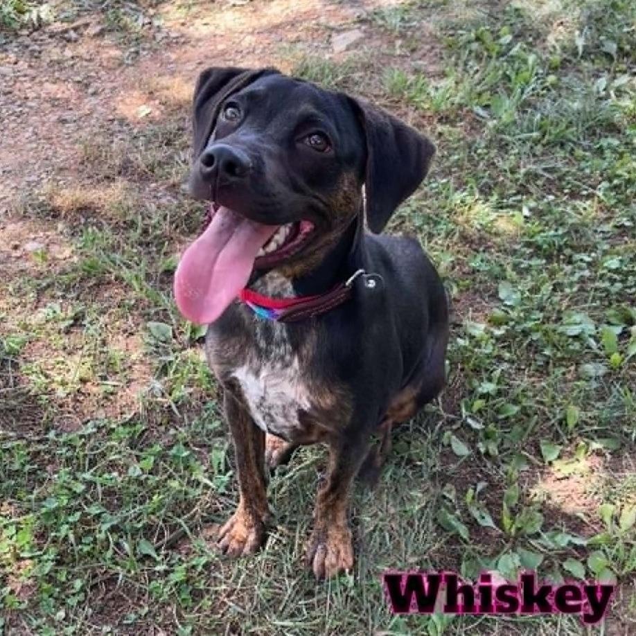 Enlarge Whiskey, a Adoptable mixed breed in Oak Ridge, TN image 3/4