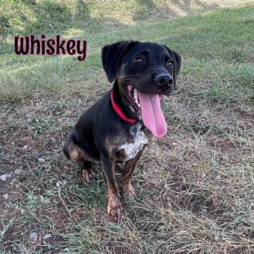Enlarge Whiskey, a Adoptable mixed breed in Oak Ridge, TN image 4/4