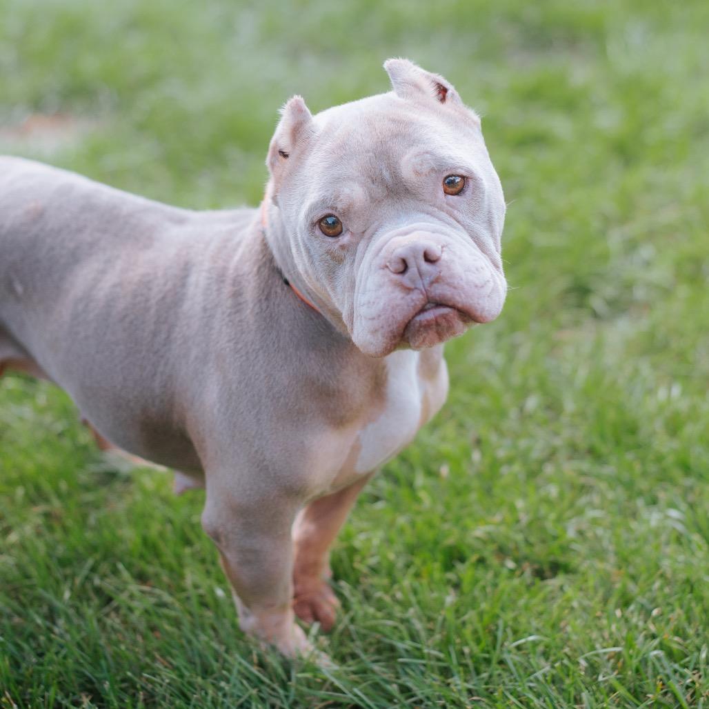 Tweetie, Adoptable, Adult Female English Bulldog & Pit Bull Terrier.