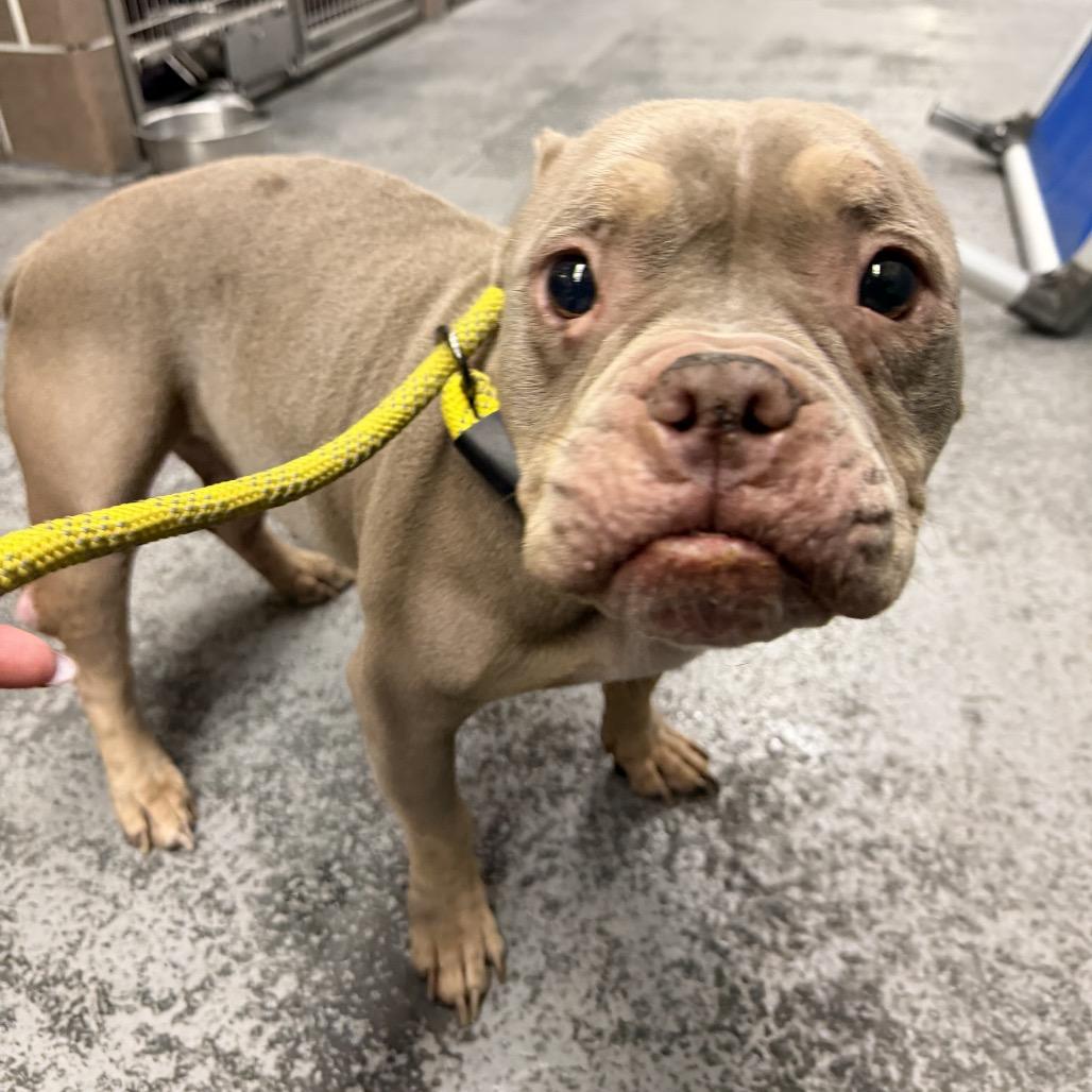 Enlarge Tweetie, a Adoptable mixed breed in Northbrook, IL image 3/6