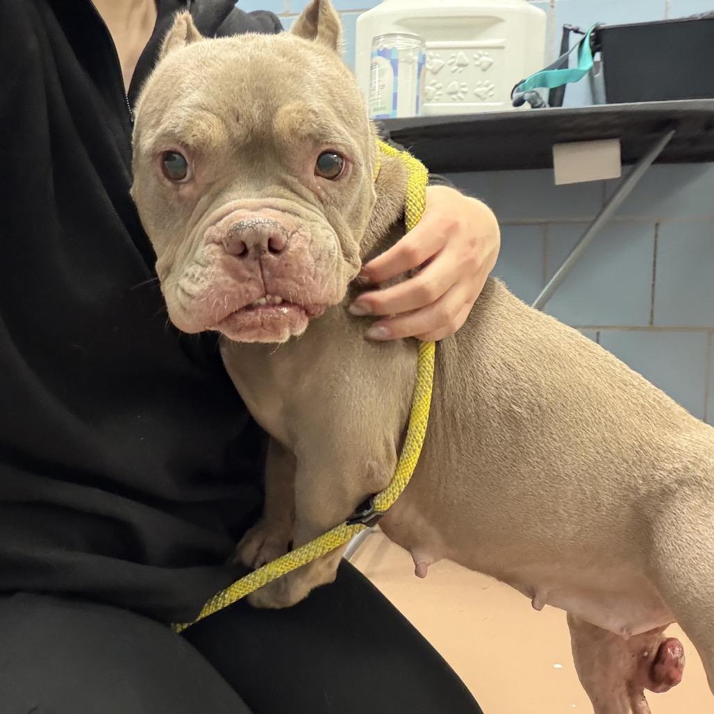 Enlarge Tweetie, a Adoptable mixed breed in Northbrook, IL image 5/6