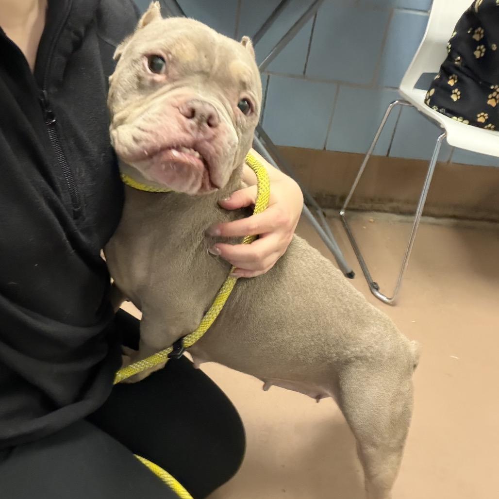 Enlarge Tweetie, a Adoptable mixed breed in Northbrook, IL image 6/6