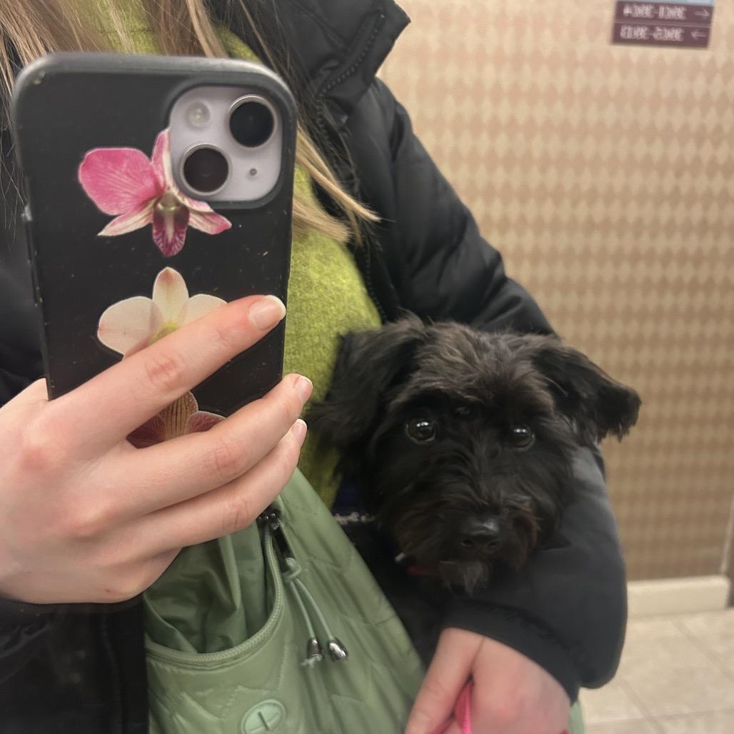 Enlarge Penelope, a ADOPTABLE mixed breed in Chicago, IL image 2/2