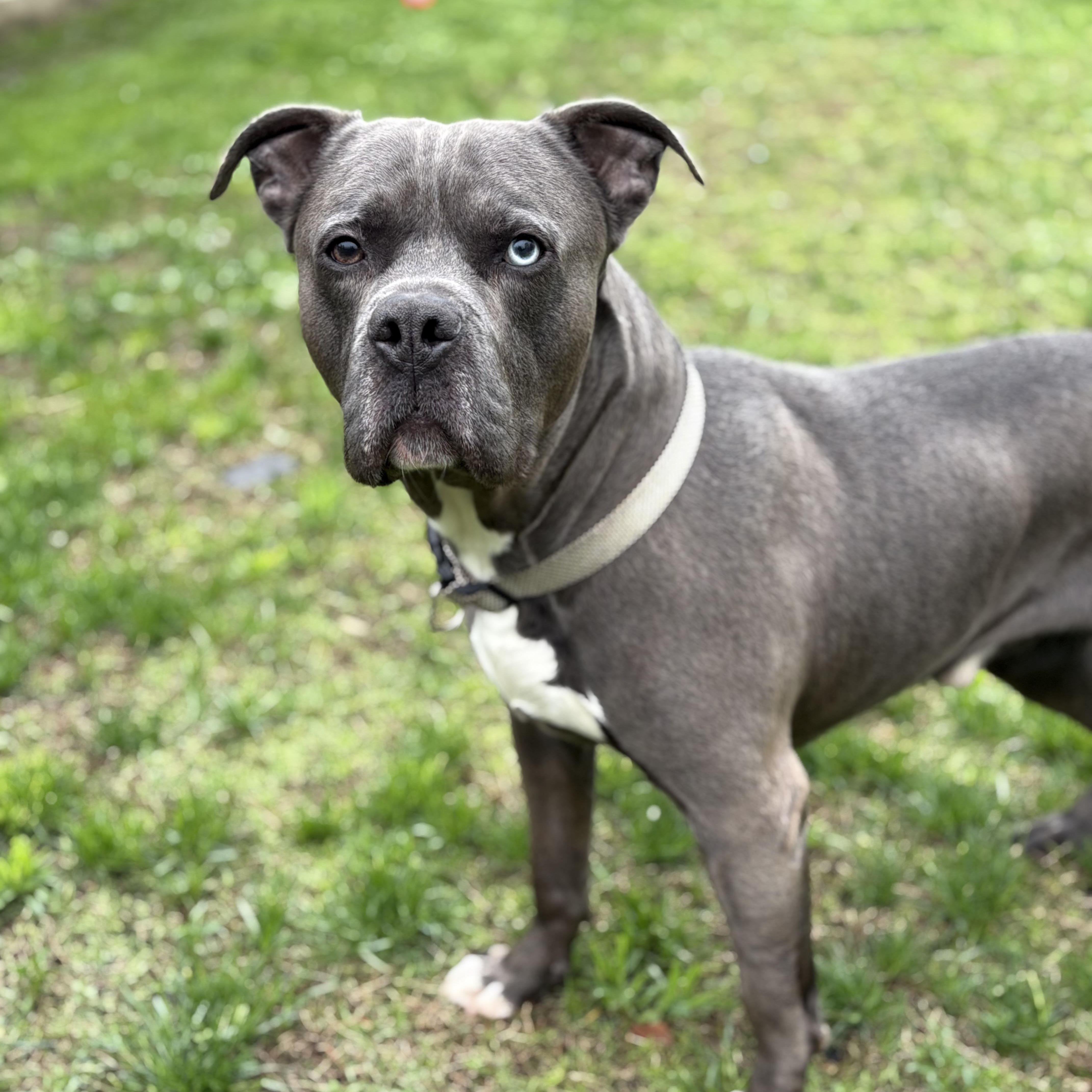 Enlarge Dimitri, a Adopted mixed breed in Watertown, CT image 1/3