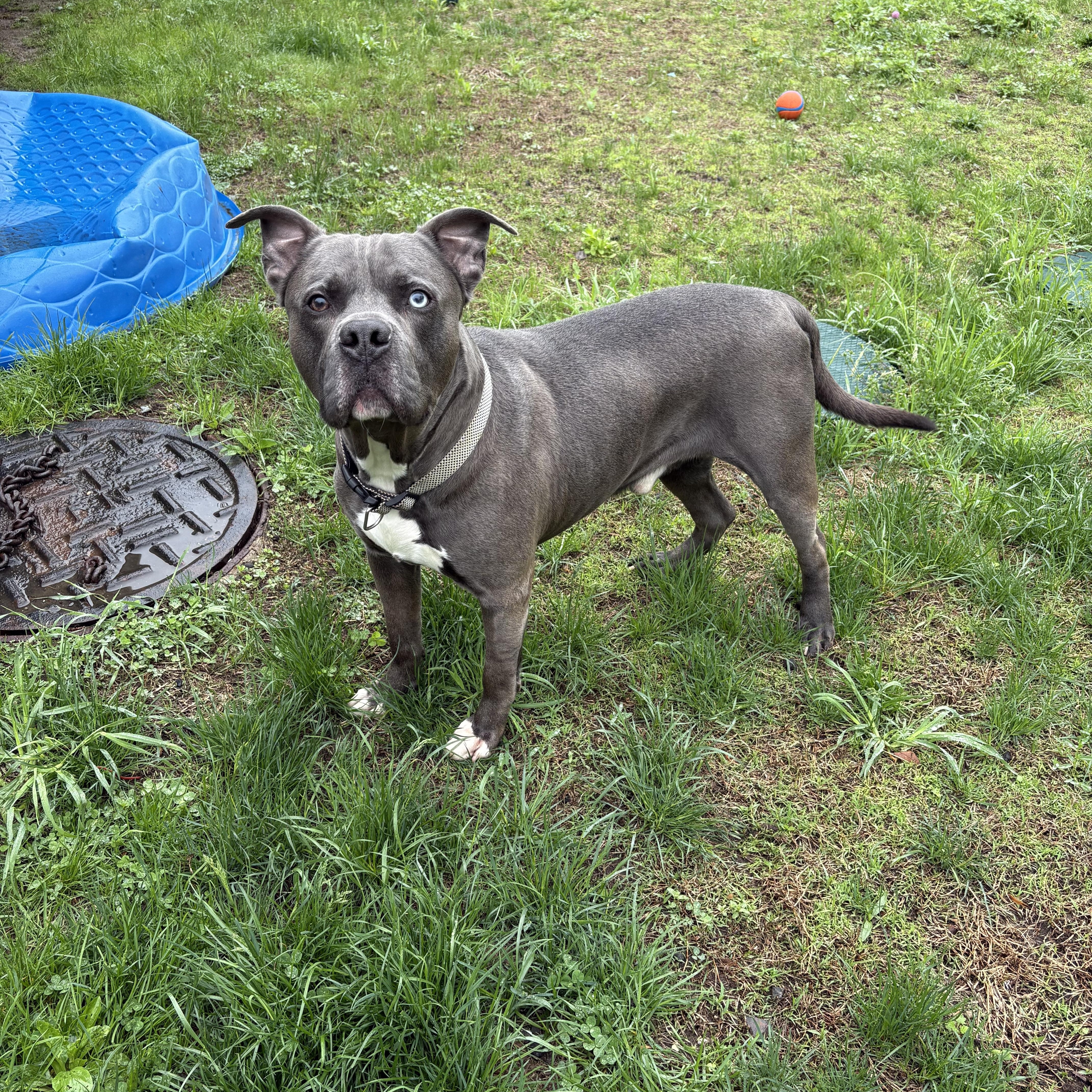 Enlarge Dimitri, a Adopted mixed breed in Watertown, CT image 2/3