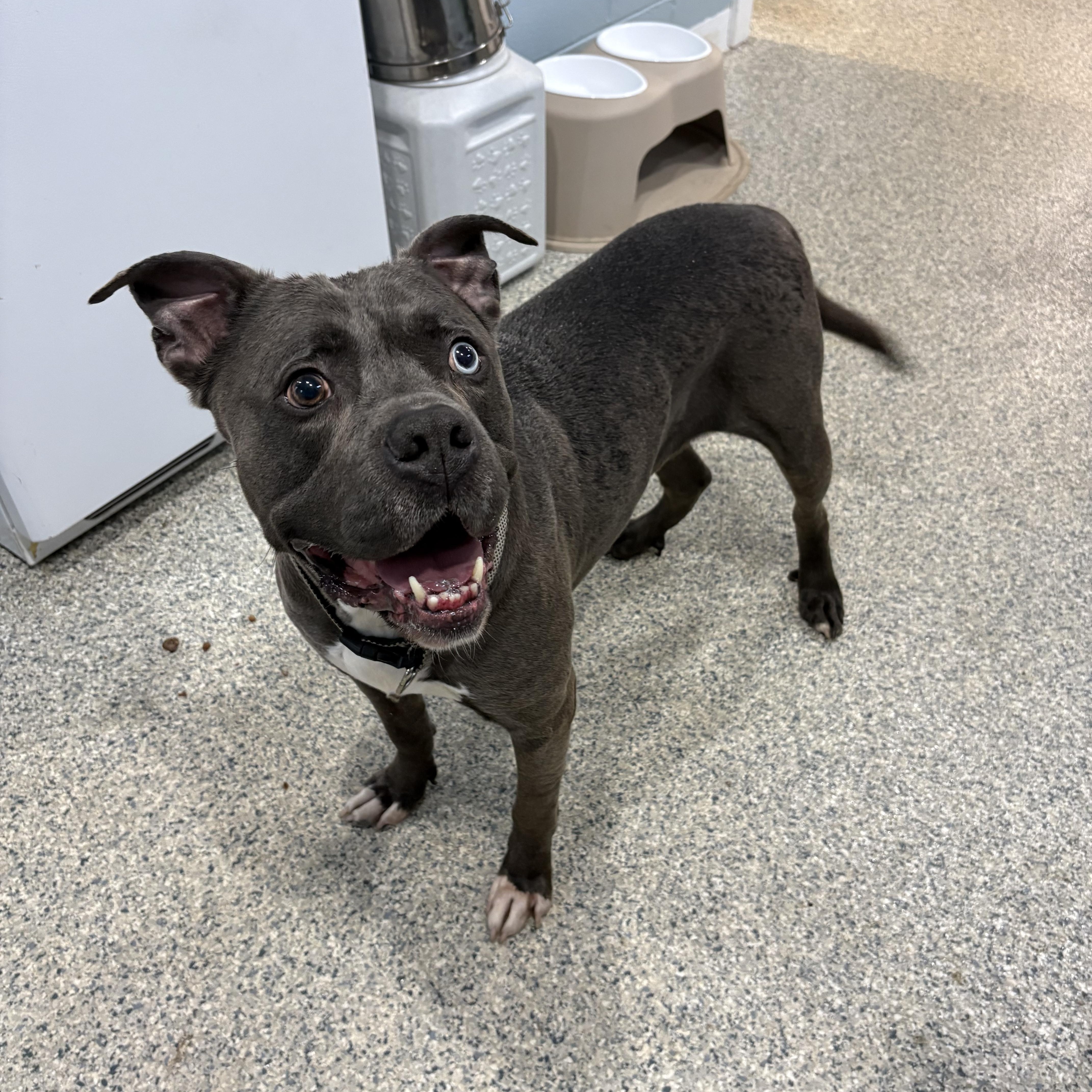 Enlarge Dimitri, a Adopted mixed breed in Watertown, CT image 3/3