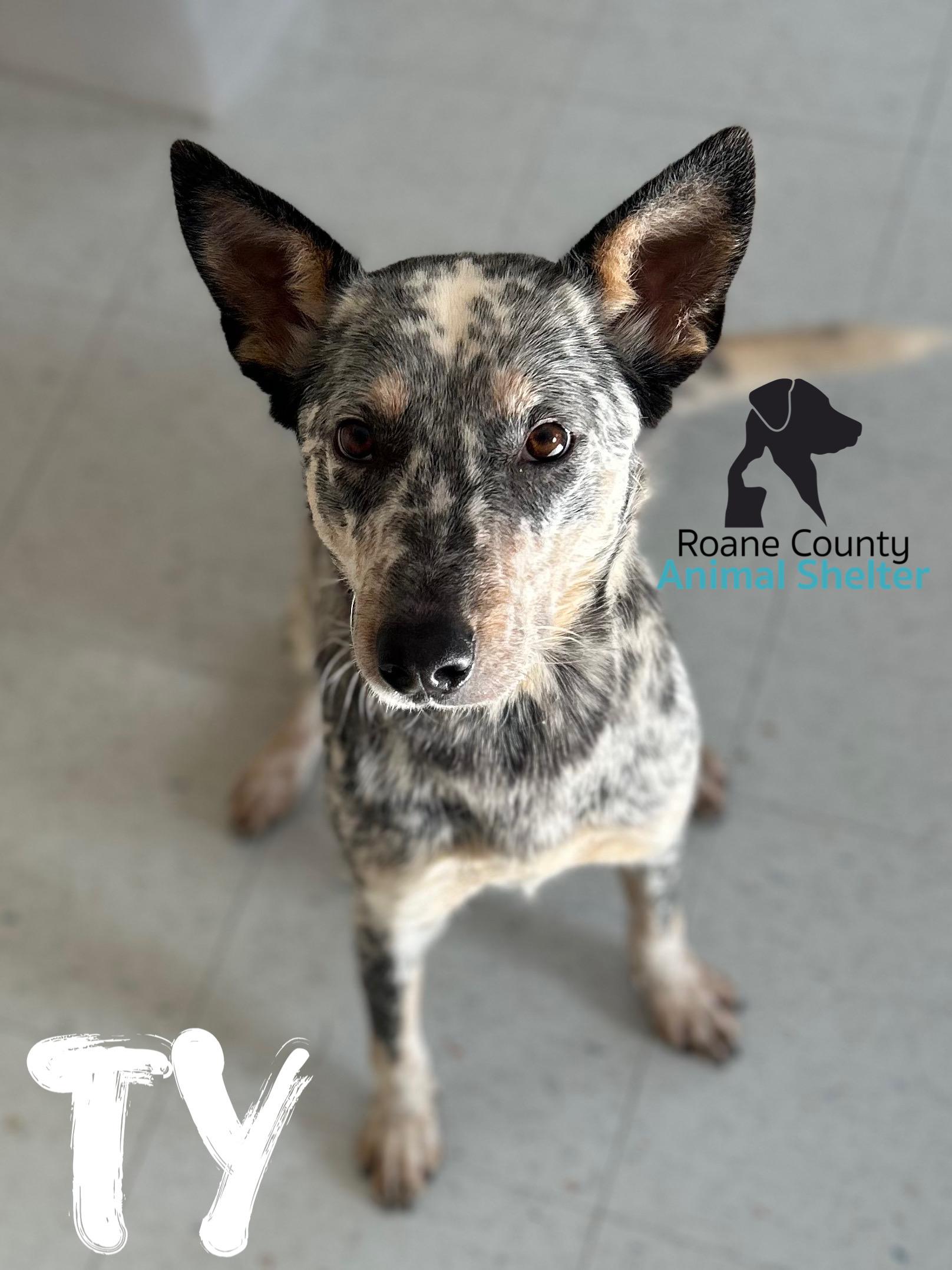 Ty, adopted, Adult Female Australian Cattle Dog / Blue Heeler.