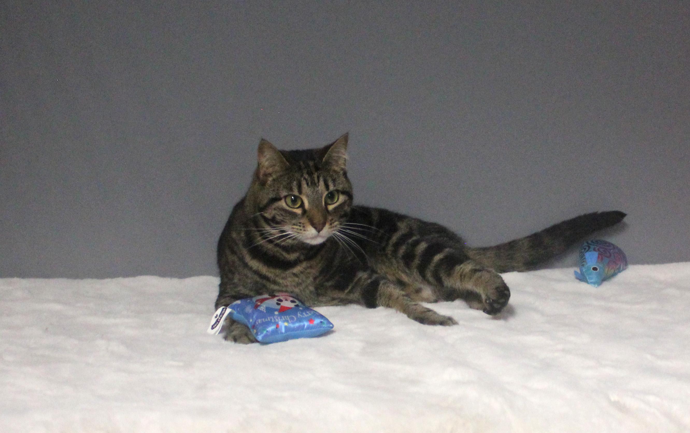 Enlarge JUNE, a ADOPTABLE mixed breed in Floral City, FL image 6/6