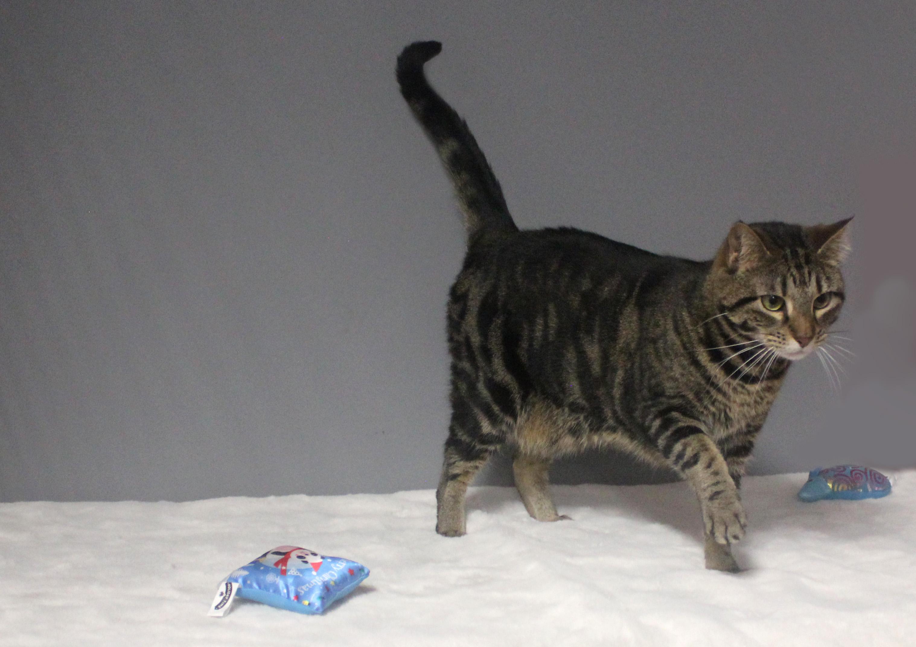 Enlarge JUNE, a ADOPTABLE mixed breed in Floral City, FL image 3/6