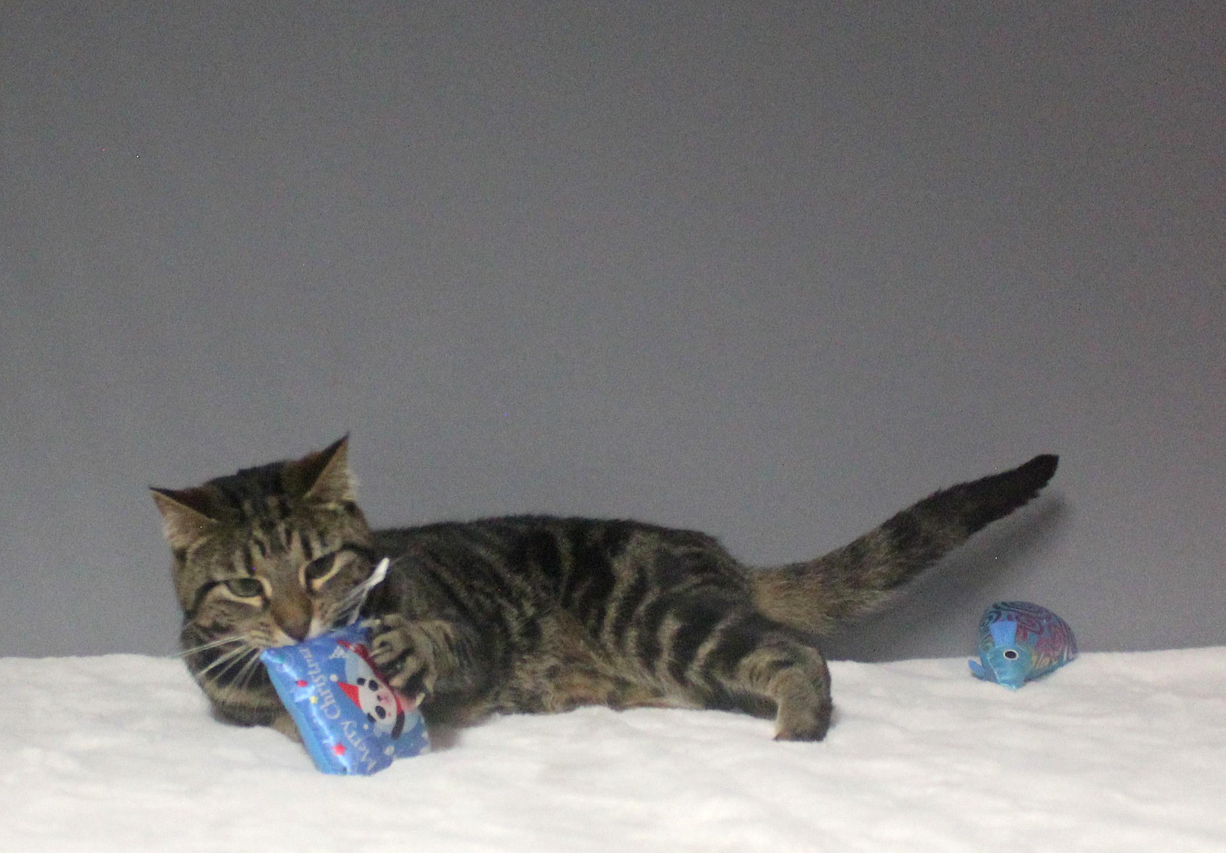 Enlarge JUNE, a ADOPTABLE mixed breed in Floral City, FL image 4/6