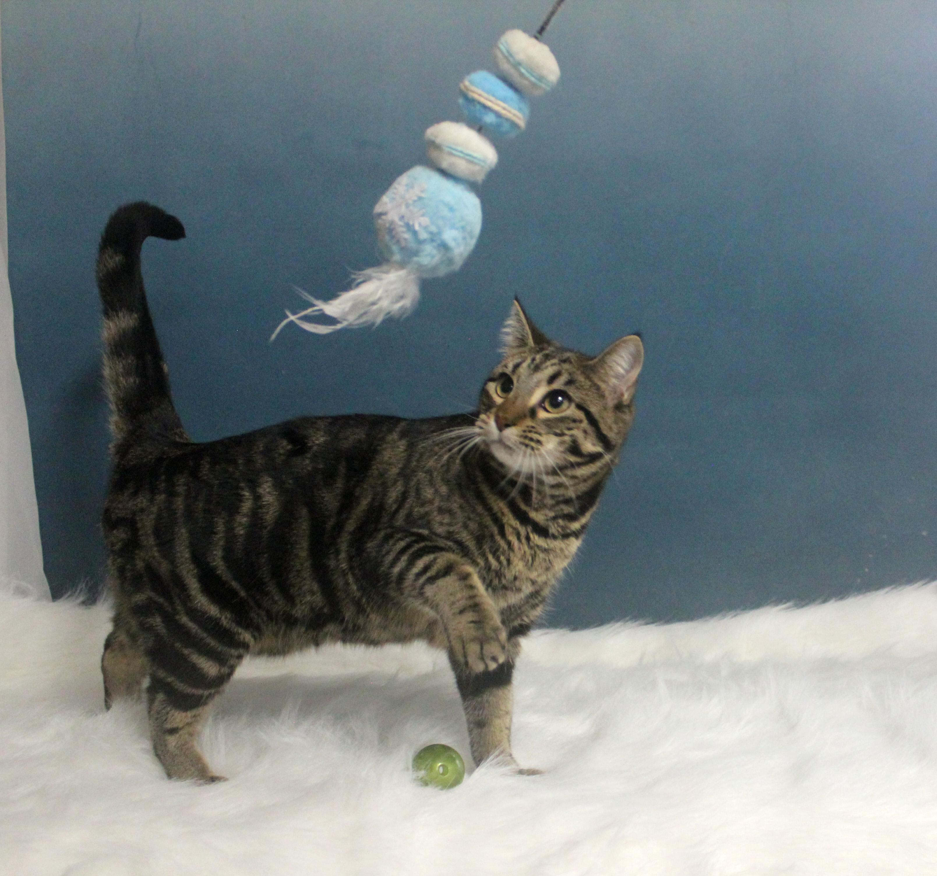 Enlarge JUNE, a ADOPTABLE mixed breed in Floral City, FL image 2/6