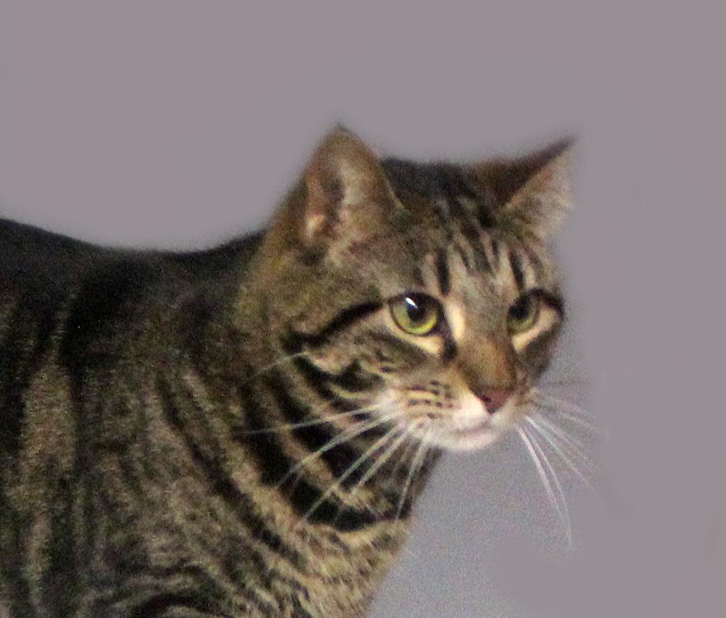 Enlarge JUNE, a ADOPTABLE mixed breed in Floral City, FL image 5/6