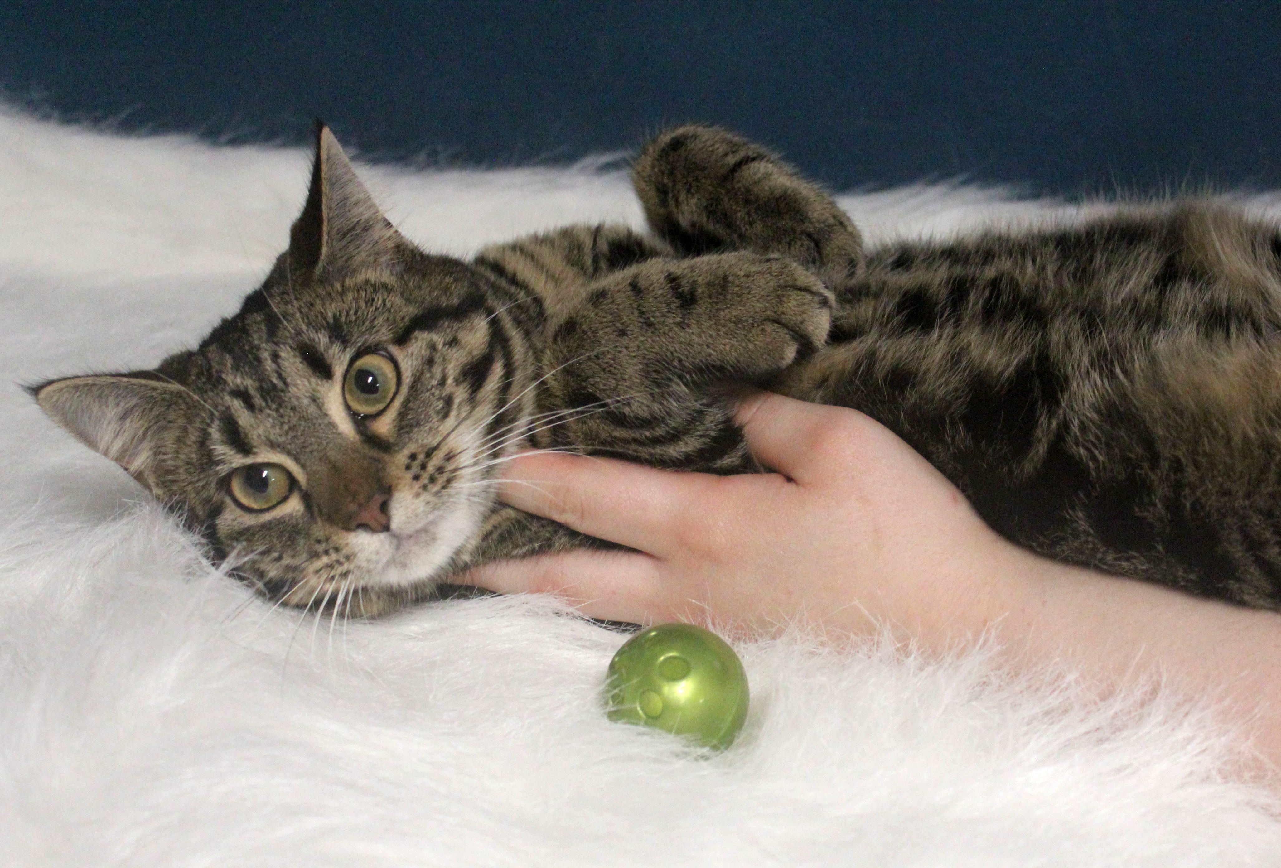 Enlarge JUNE, a ADOPTABLE mixed breed in Floral City, FL image 1/6