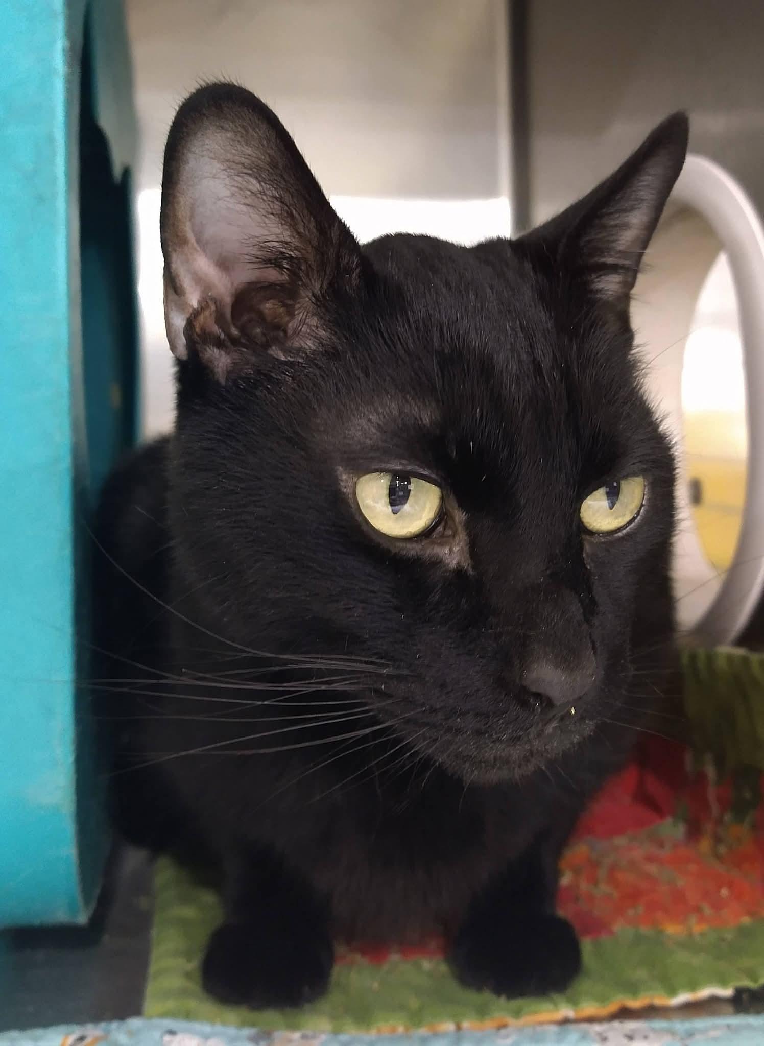 Darby, Adoptable, Adult Male Domestic Short Hair.