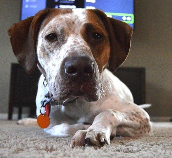 Austin, Adopted, Young Male English Pointer & Pointer.