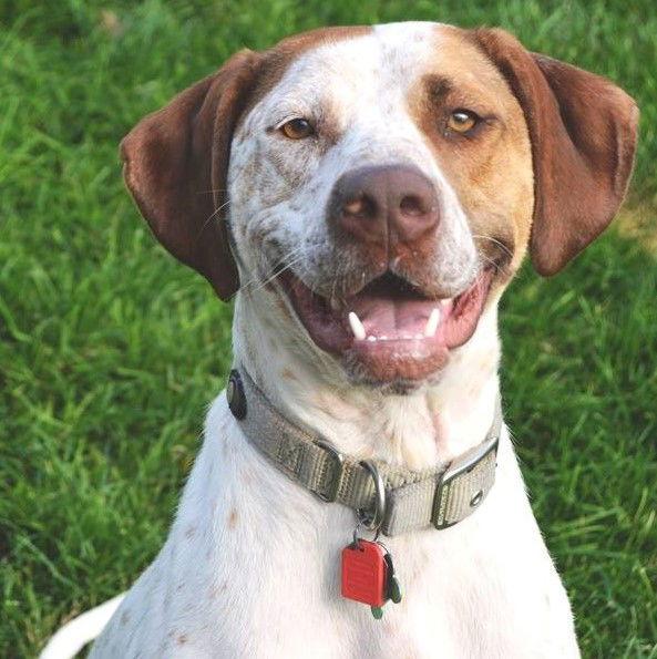 Enlarge Austin, a Adopted mixed breed in Omaha, NE image 2/3