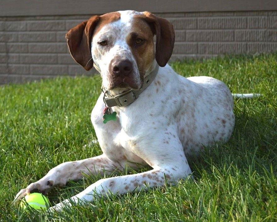 Enlarge Austin, a Adopted mixed breed in Omaha, NE image 3/3