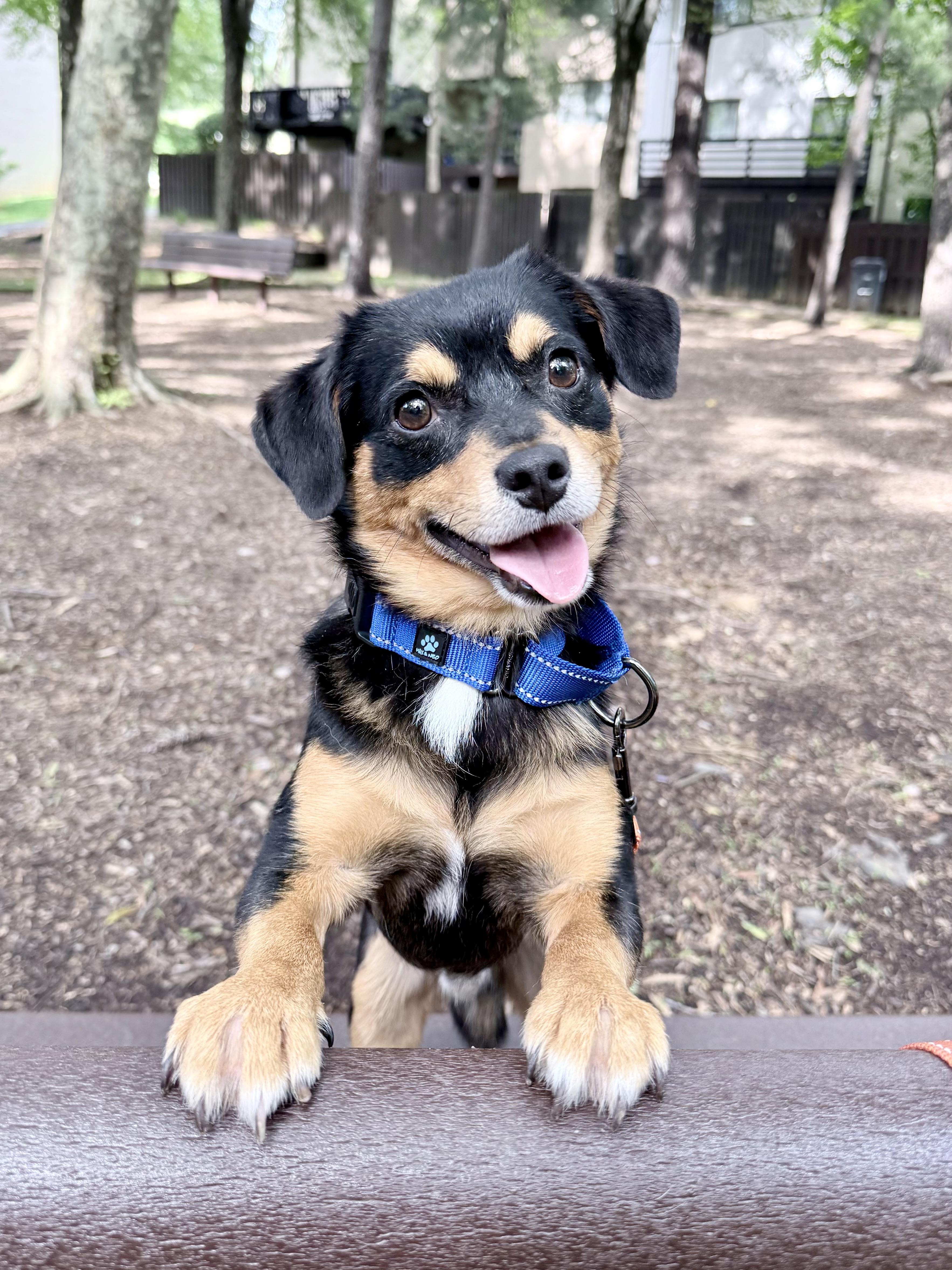 Roscoe, ADOPTABLE, Adult Male Chihuahua & Beagle.