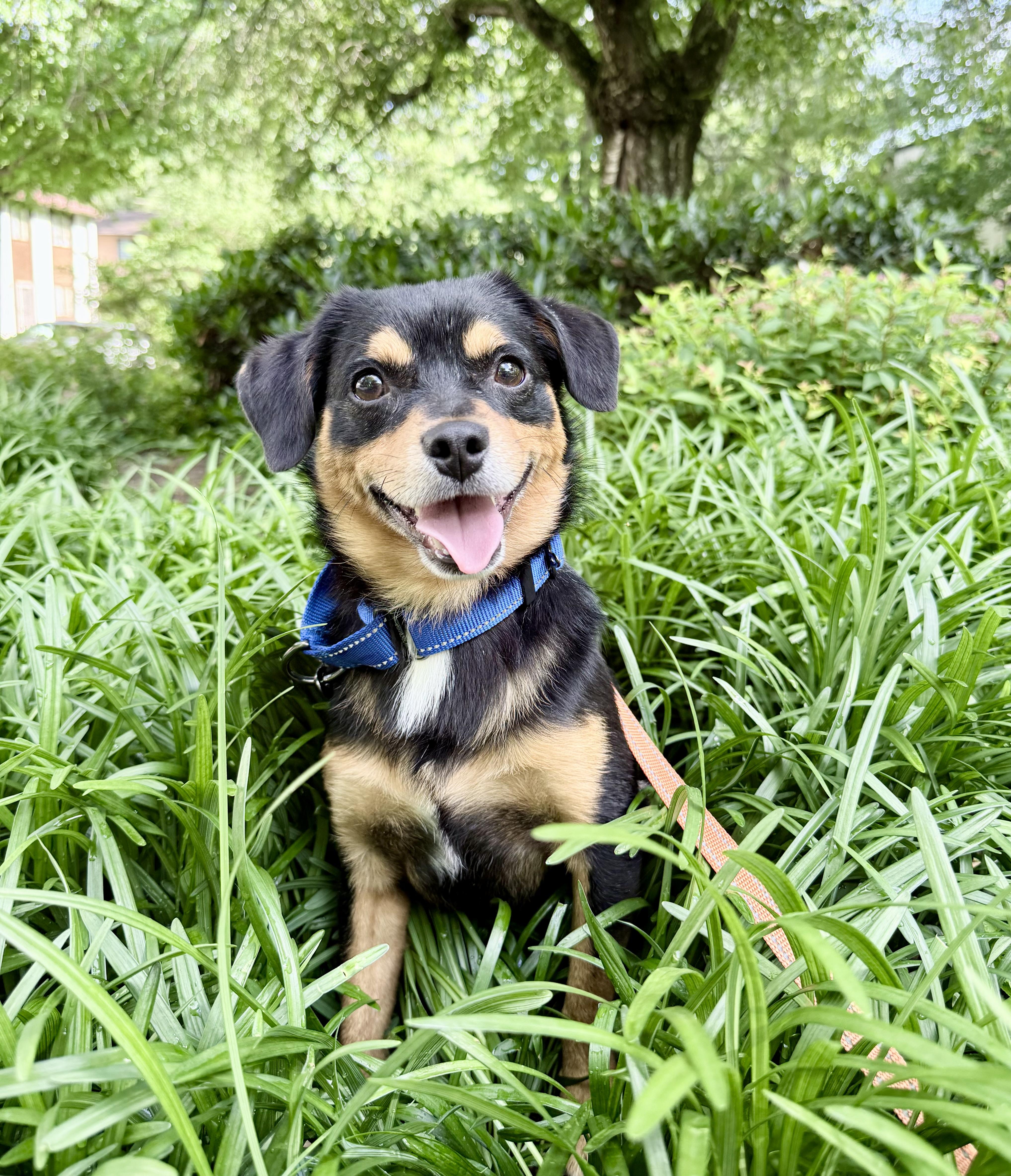 Roscoe, a ADOPTABLE mixed breed in Fairfax, VA image 2/3