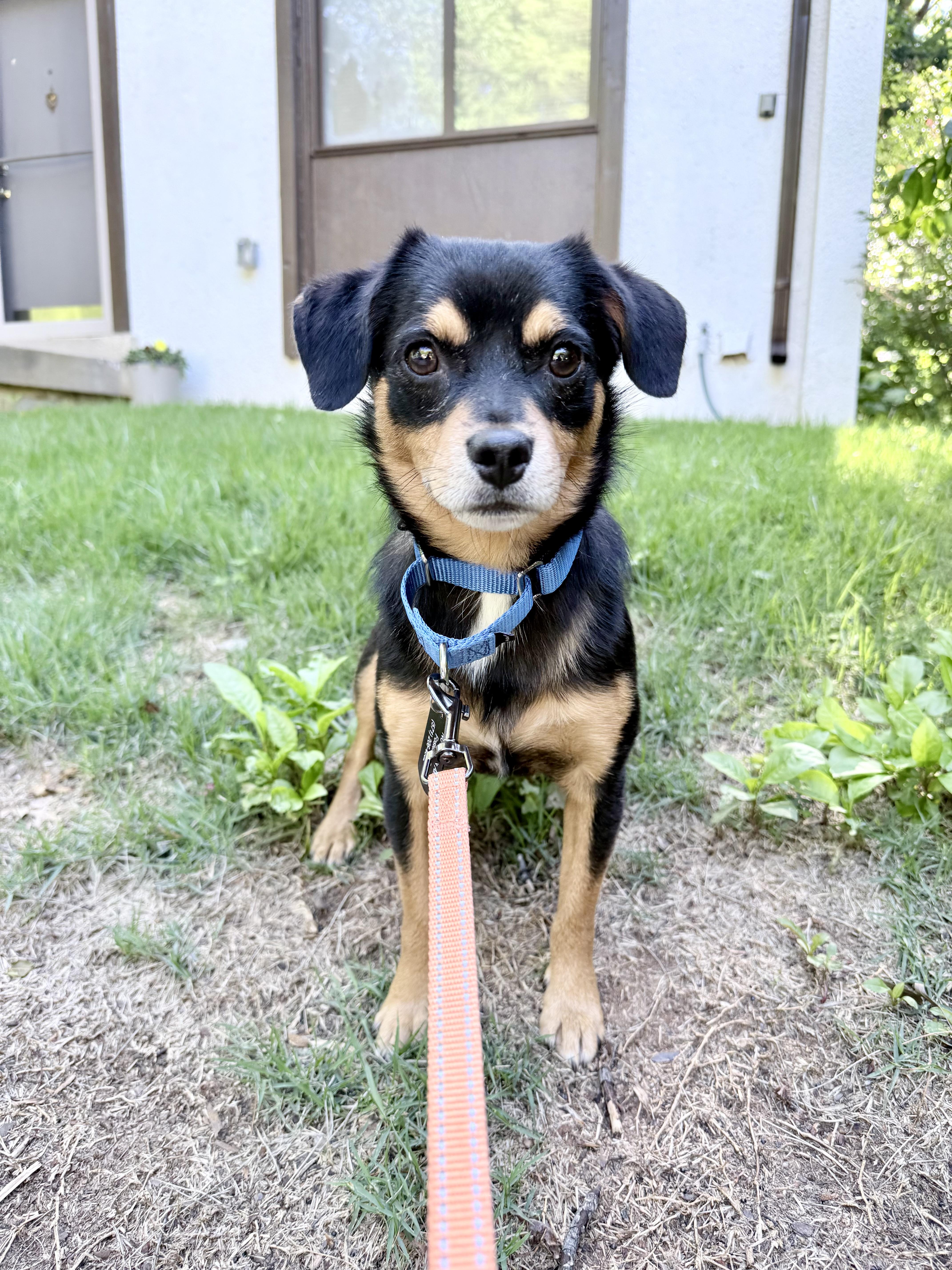 Roscoe, a ADOPTABLE mixed breed in Fairfax, VA image 3/3