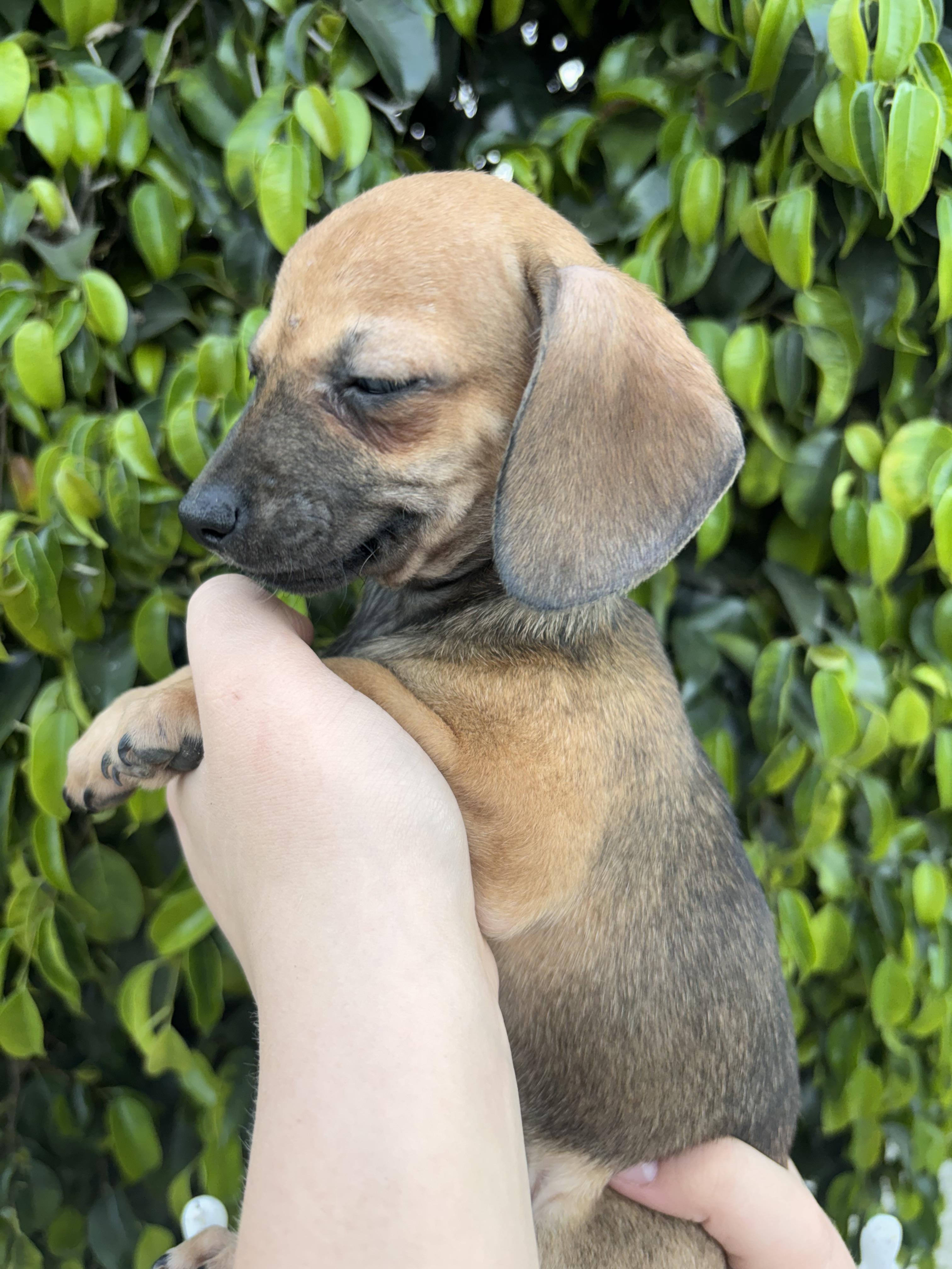 Autumn, ADOPTABLE, Puppy Female Chiweenie.