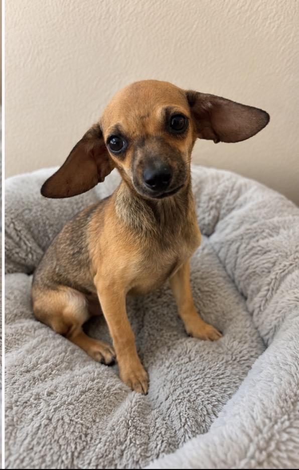 Enlarge Autumn, a ADOPTABLE Chiweenie in Corona, CA image 1/2