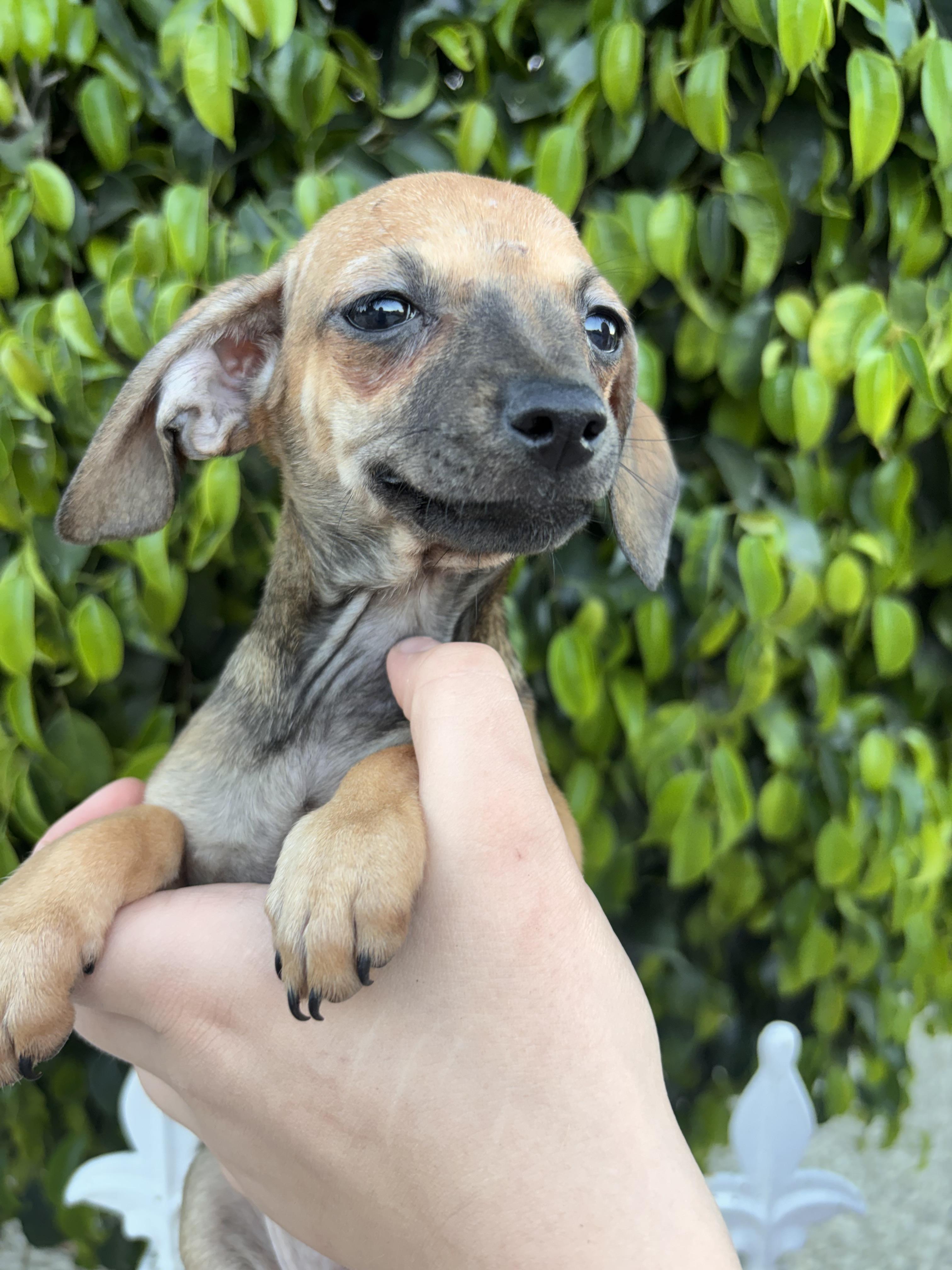 Enlarge Autumn, a ADOPTABLE Chiweenie in Corona, CA image 2/3