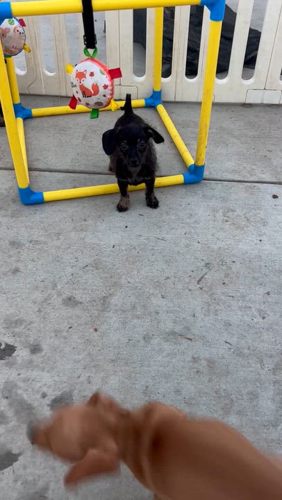 Enlarge Autumn, a ADOPTABLE Chiweenie in Corona, CA video 3/3