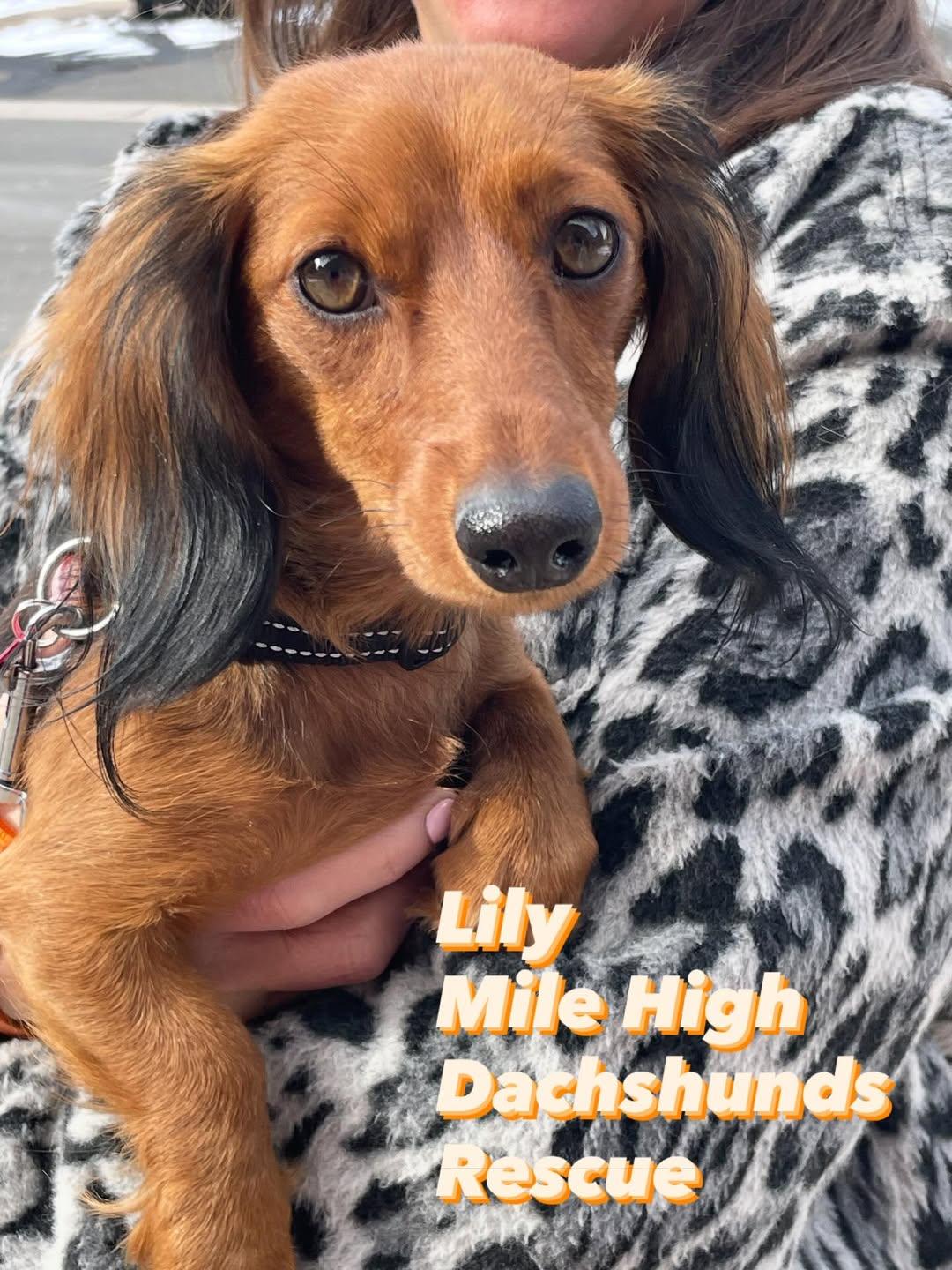 Enlarge Lily 2026, a Adopted Dachshund in Westminster, CO image 1/1
