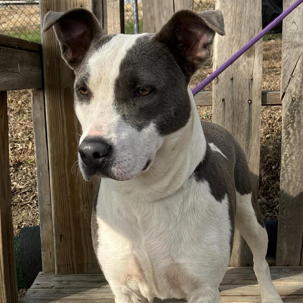 Demi, Adoptable, Young Female Mixed Breed.